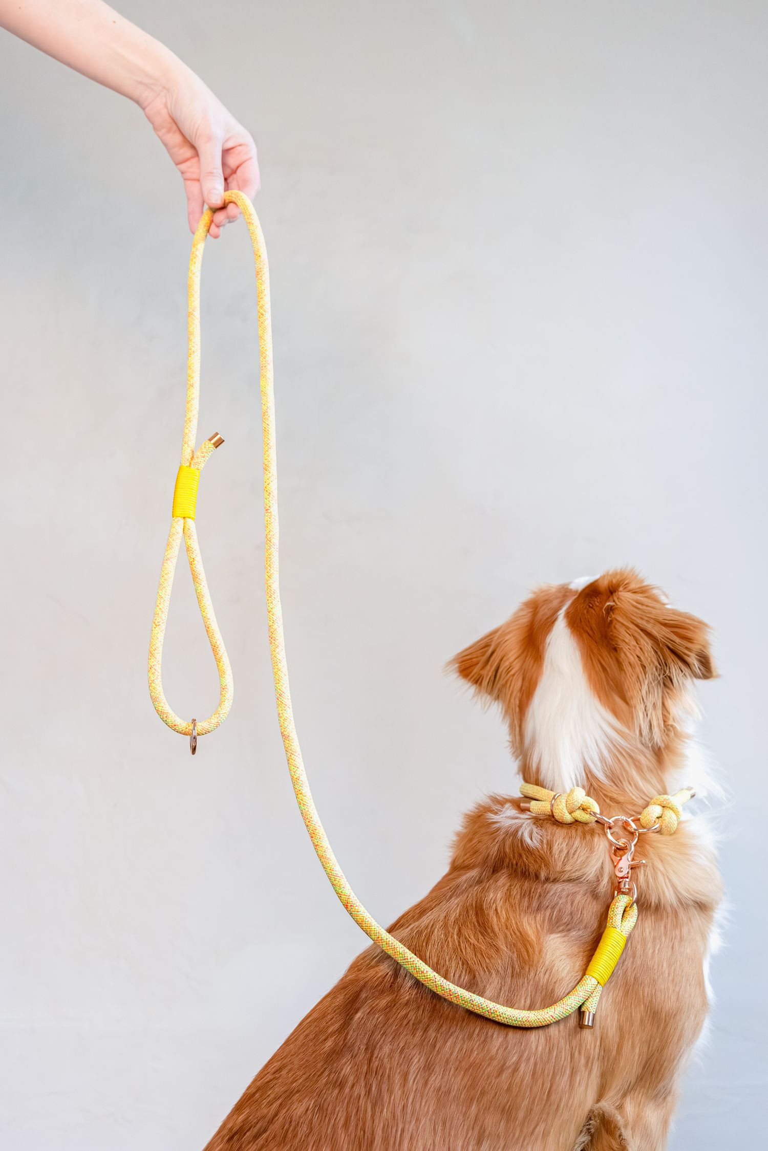A brown and white dog wearing a yellow harness sits as a hand holds a matching yellow rope leash against a gray background.