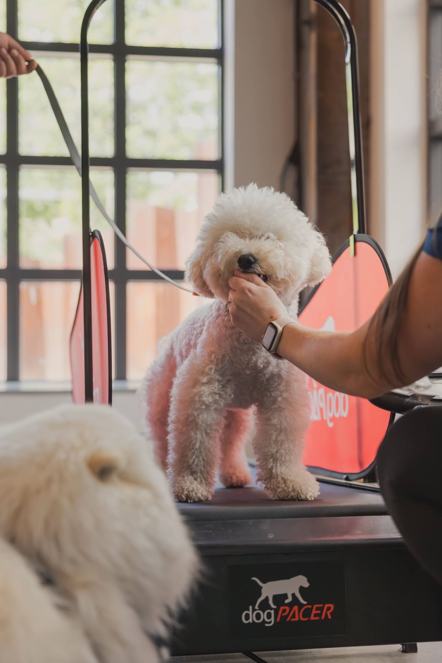 A fluffy white Bichon Frise dog on a dogPACER treadmill being trained by a handler indoors.