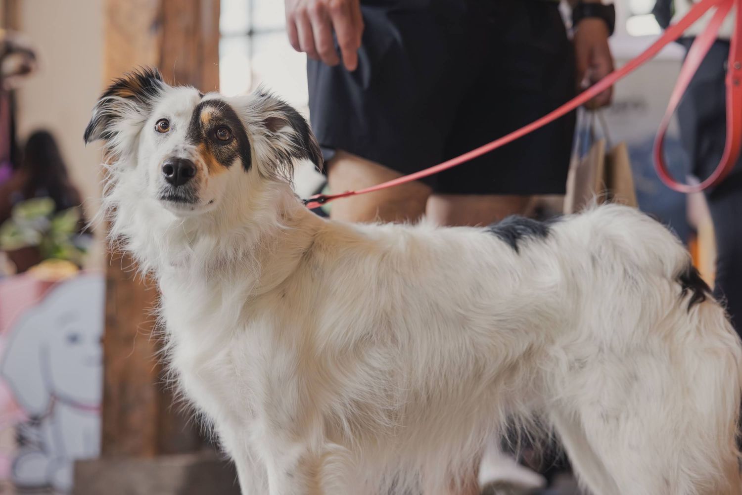 A fluffy white and black Border Collie dog on a red leash standing at an indoor event.
