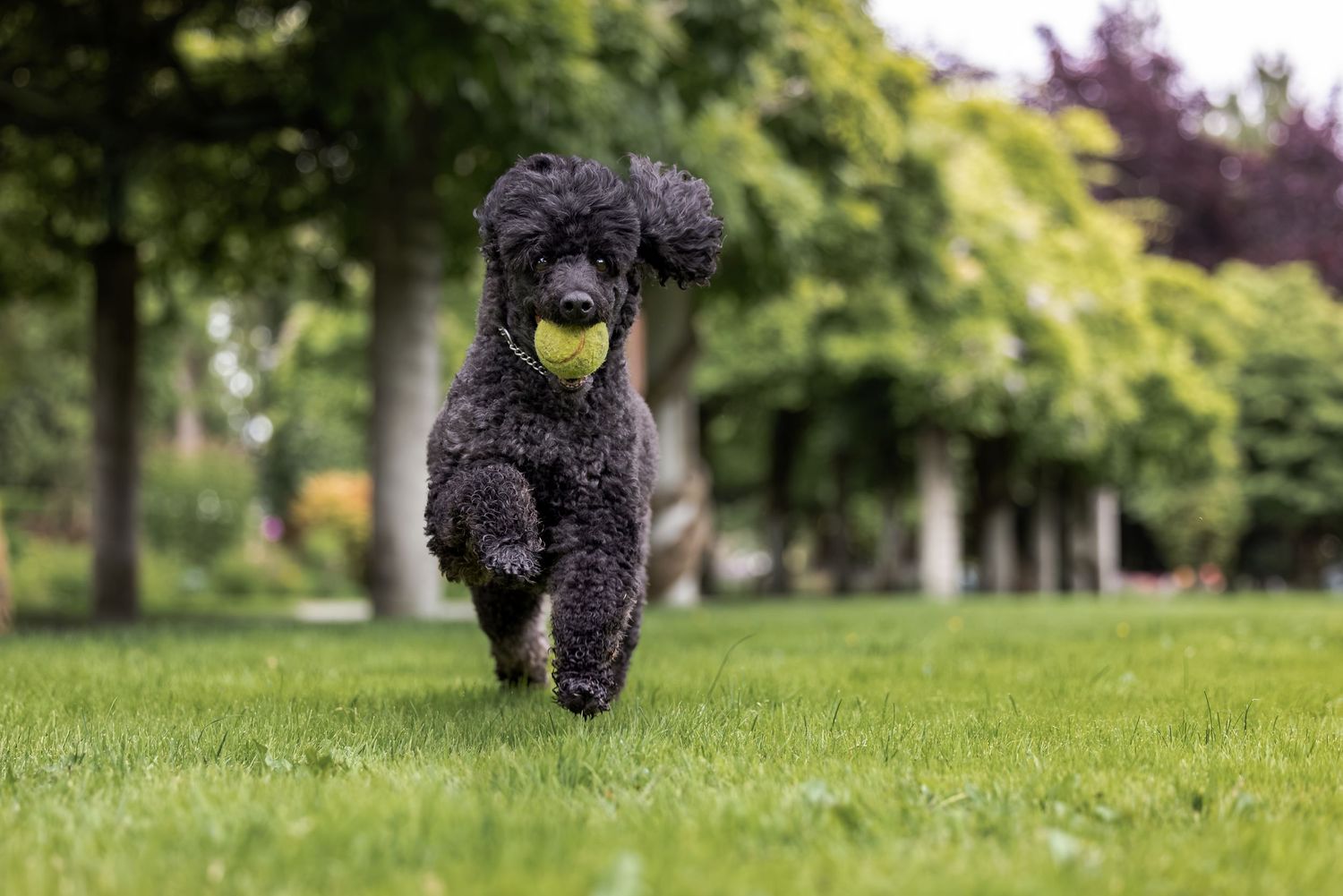 Black poodle running on green grass in a park with a yellow tennis ball in its mouth.