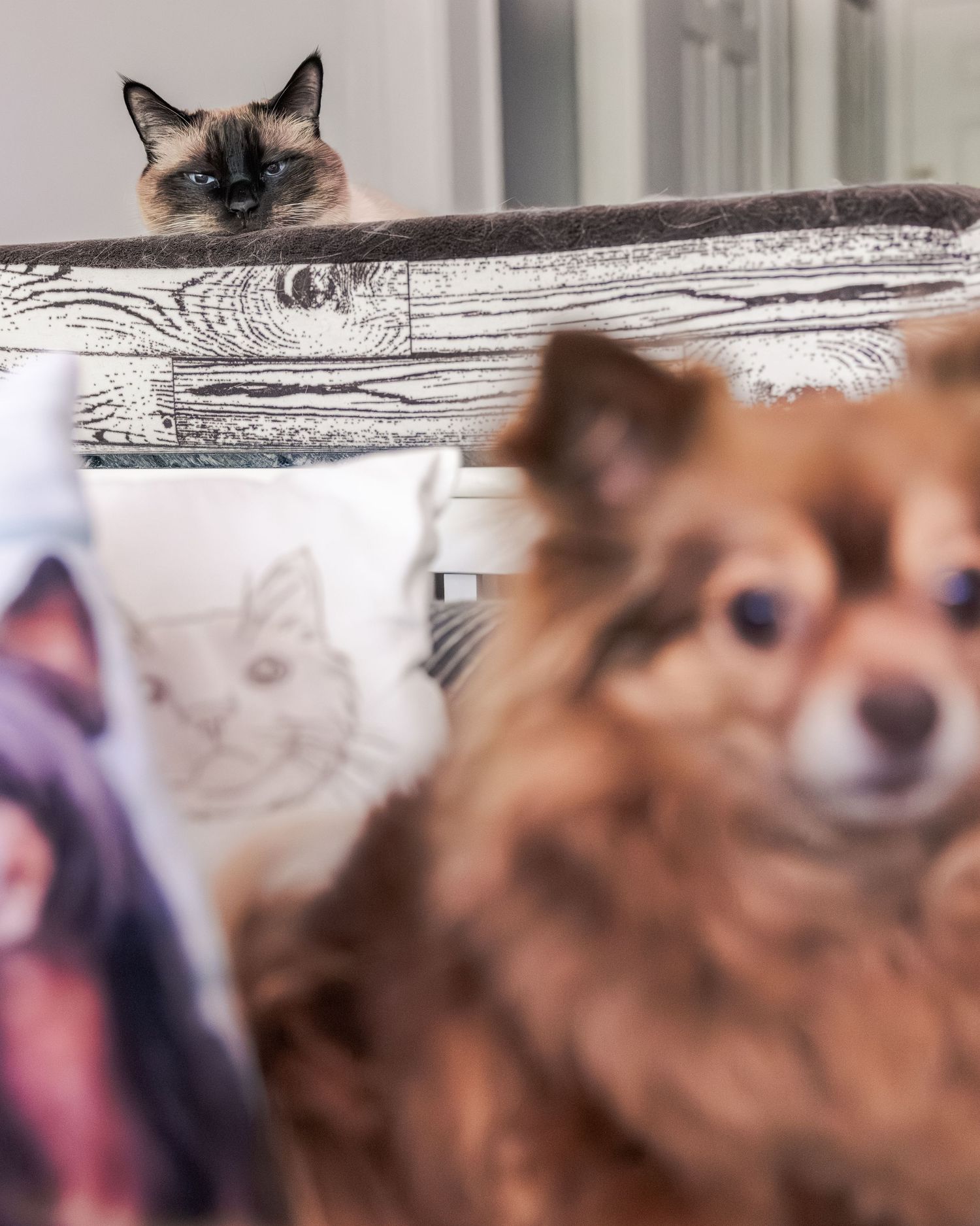 A Siamese cat peers over a rustic wooden shelf above a fluffy brown Pomeranian dog with decorative cat pillows nearby.