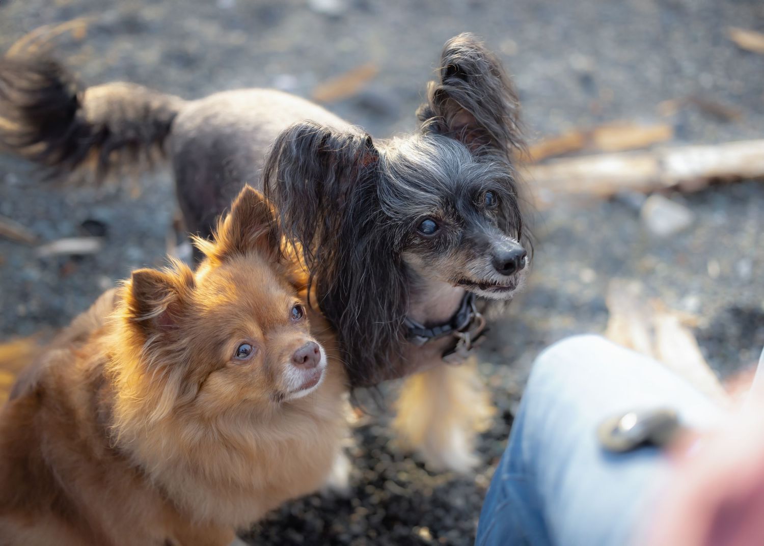 A brown and black mixed breed dog with long fur looks intently at something off camera in an outdoor setting.