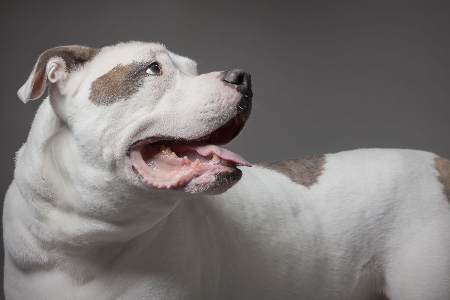 Portrait of a happy white and gray pit bull mix dog with mouth open showing a friendly expression against dark background.