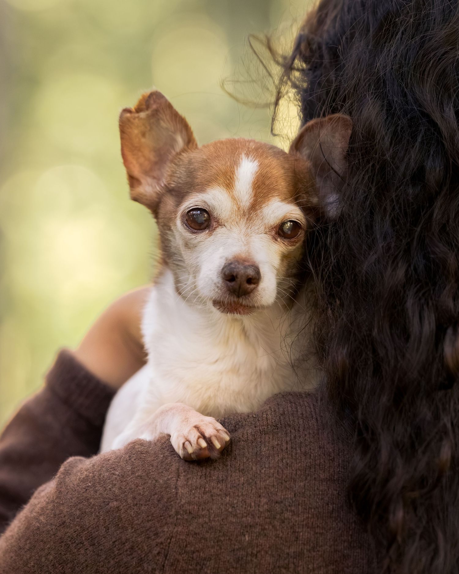 A small brown and white Chihuahua rests on a person's shoulder outdoors, gazing at the camera with a gentle expression.