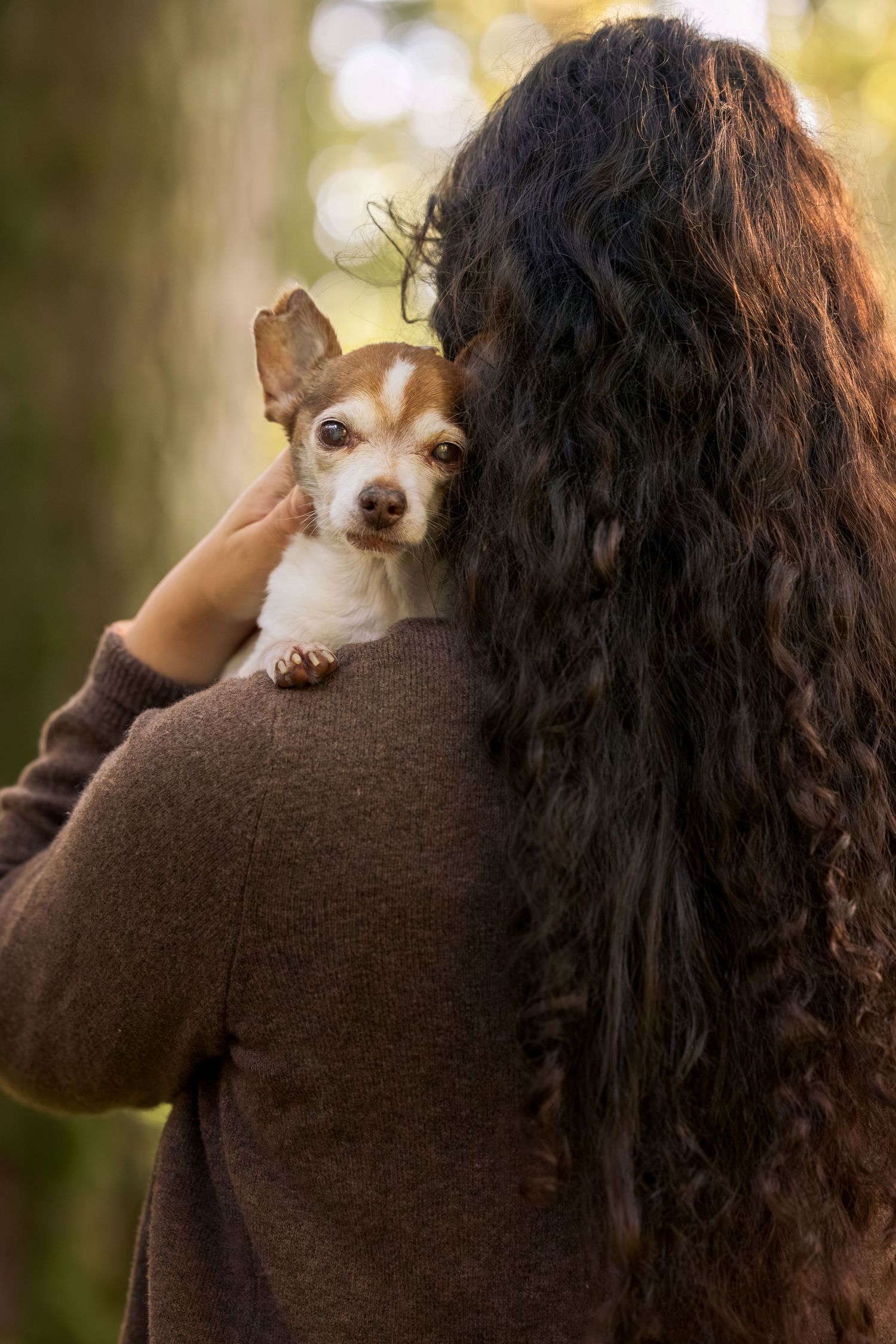 Woman with long curly hair holding a small brown and white Chihuahua on her shoulder outdoors.