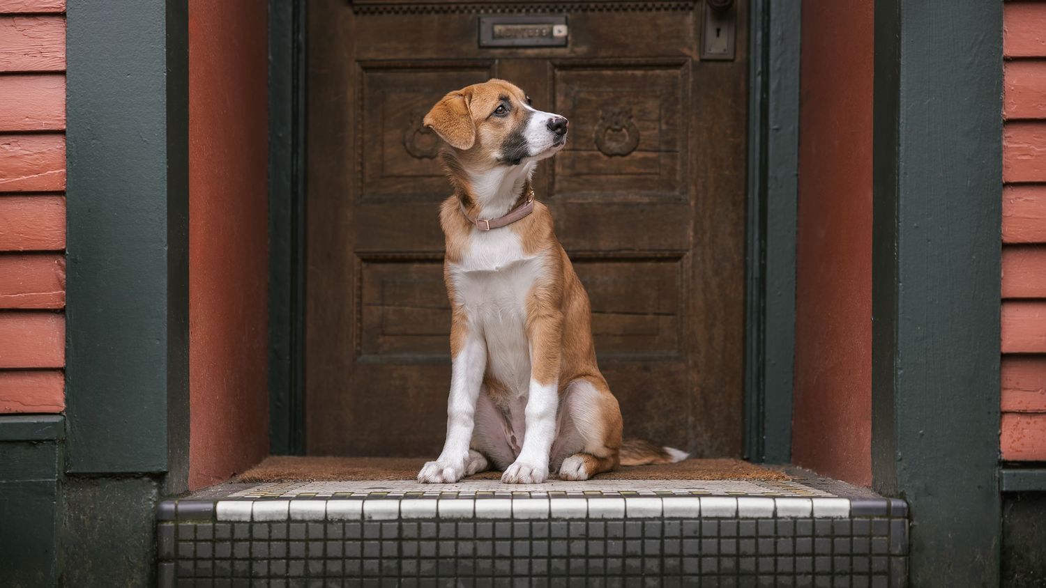 A brown and white dog sits obediently on a tiled doorstep in front of a wooden door.
