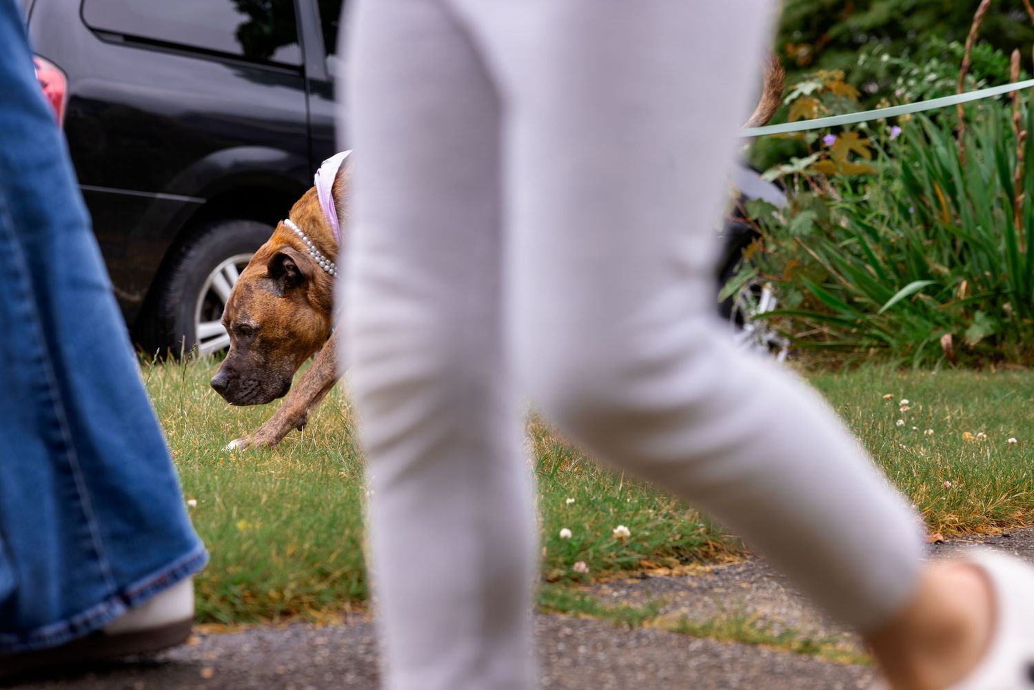 A brown dog on a leash walks between people on a suburban sidewalk near a parked car and green garden.