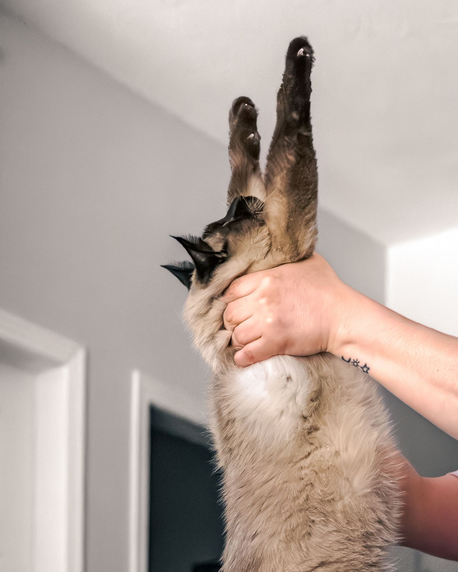 A Siamese cat being held upside down by human hands, showing its fluffy belly and raised paws indoors.