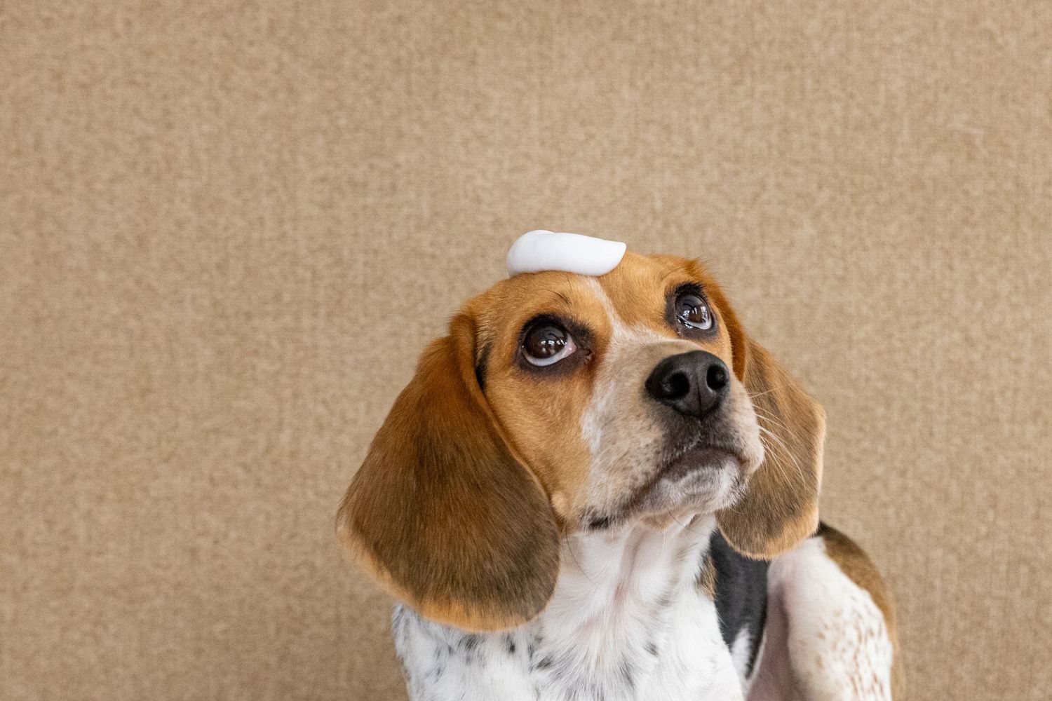 A curious Beagle dog with a small white marshmallow balanced on its head looks up against a beige background.