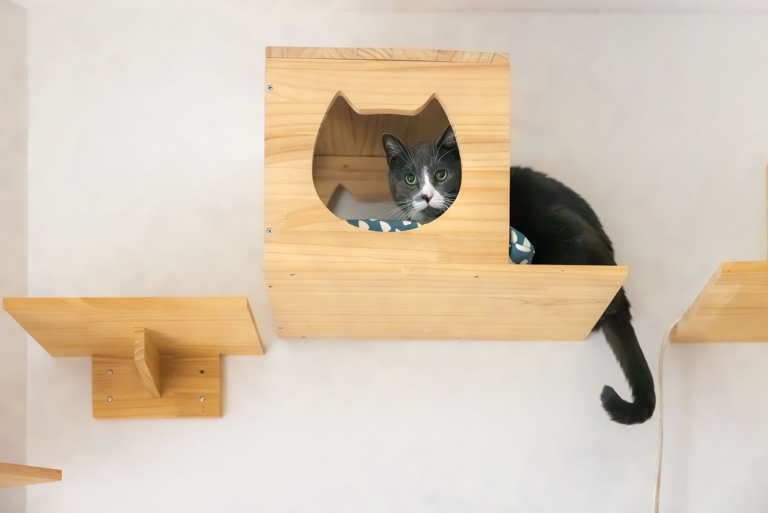 Two cats resting in wall-mounted wooden cat shelves shaped like cat faces, mounted on a white wall.