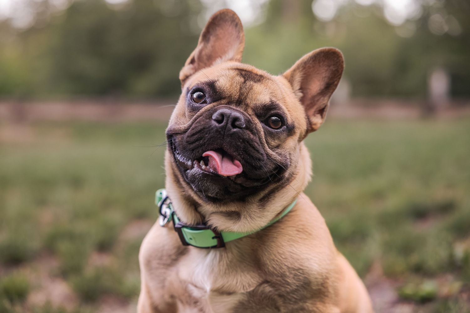 Happy French Bulldog with fawn coat and green collar sitting outdoors in a park, tongue out.