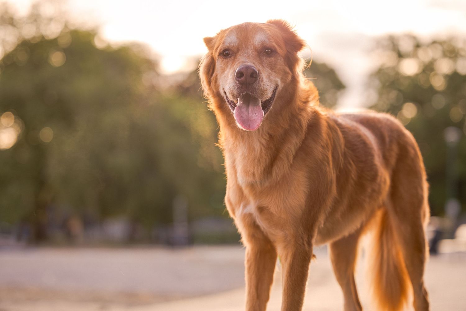 A golden retriever dog standing outdoors at sunset with tongue out, warm light filtering through trees in background.