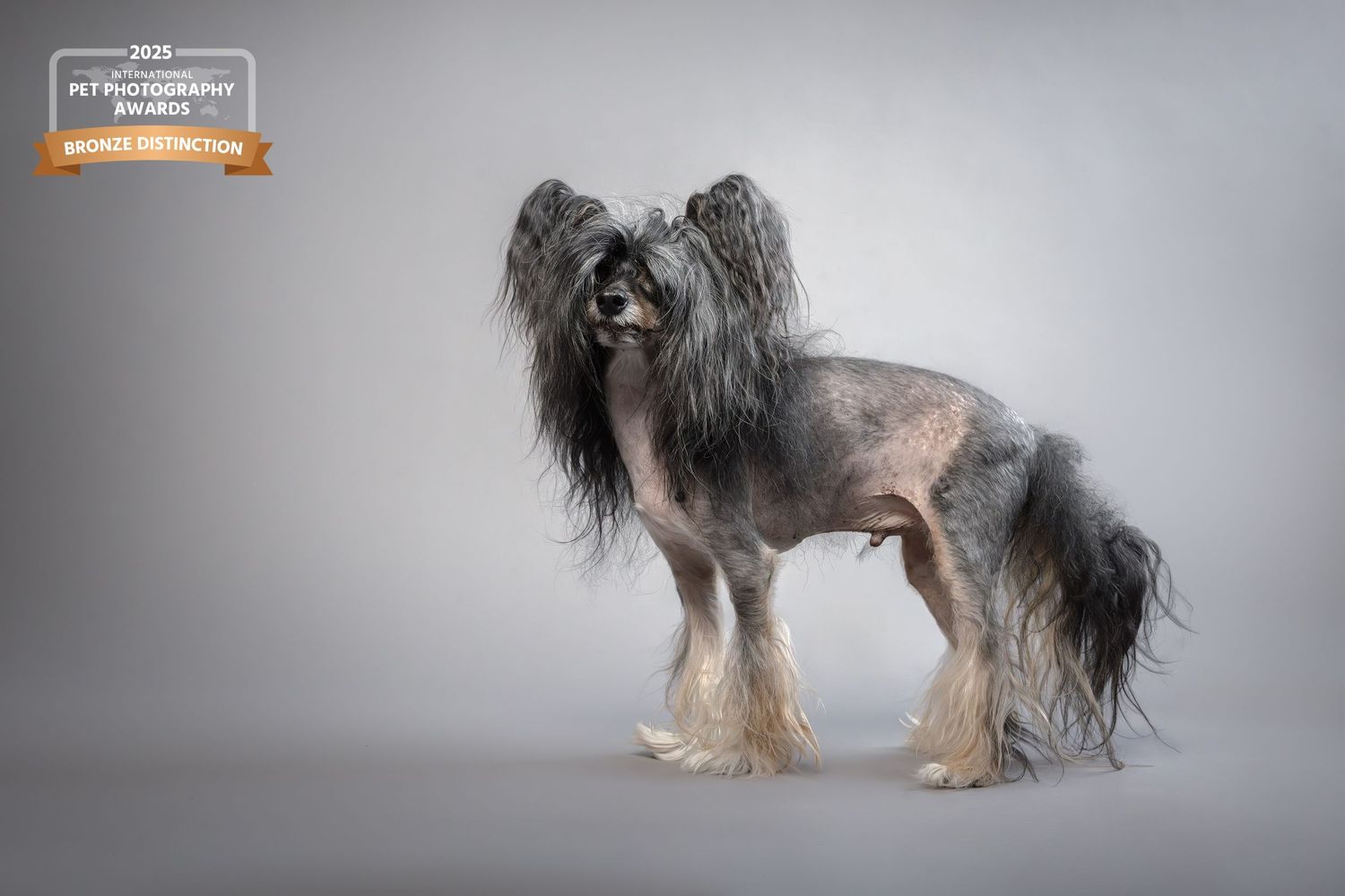 A long-haired Tibetan Terrier dog with gray and white fur stands in a professional studio setting against a light background.