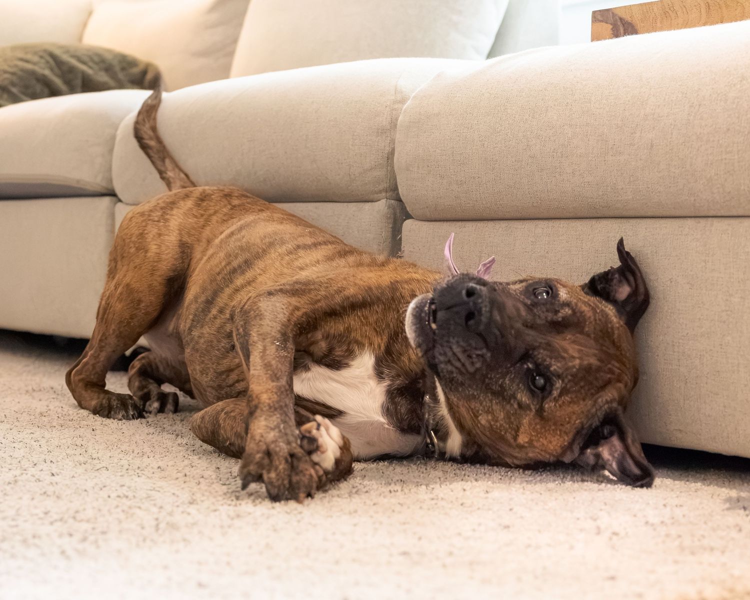 Brindle bulldog rolling playfully on a cream carpet next to a light grey sofa indoors.