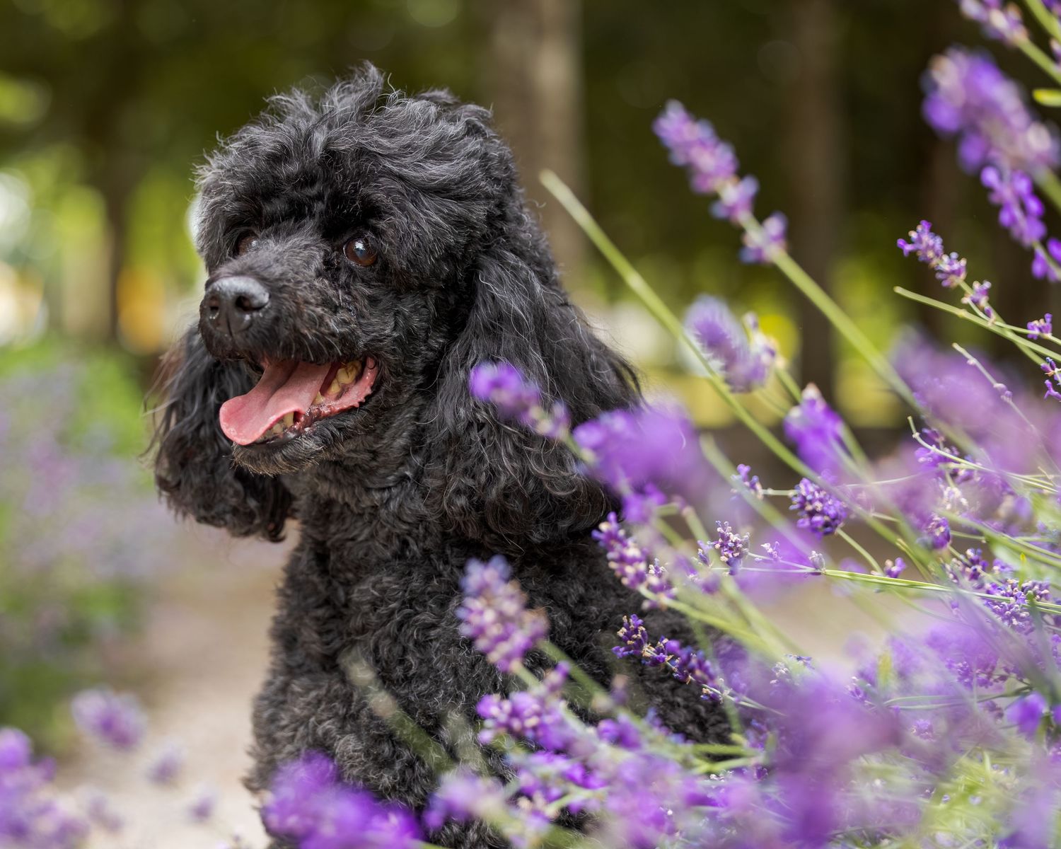 A fluffy black poodle sits among vibrant purple lavender flowers in a lush garden, tongue out and looking happy.