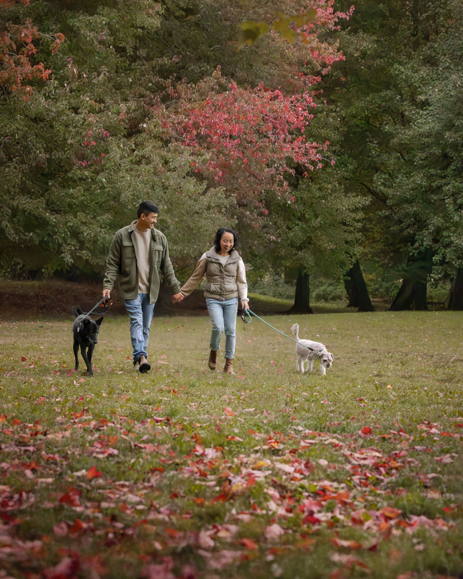 Couple holding hands walking two dogs in a park with autumn foliage and red-leafed trees in the background.