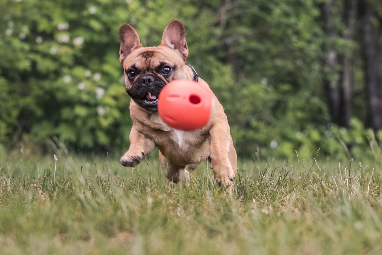 A French Bulldog runs through green grass carrying an orange ball in its mouth on a sunny day.