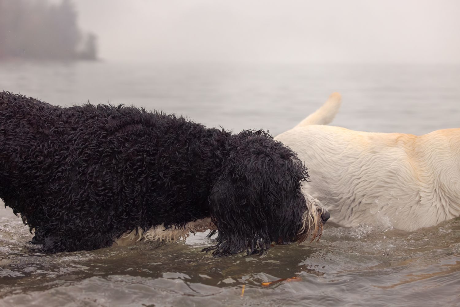 Two dogs, one black and one white, playing together in shallow misty water on a foggy day.