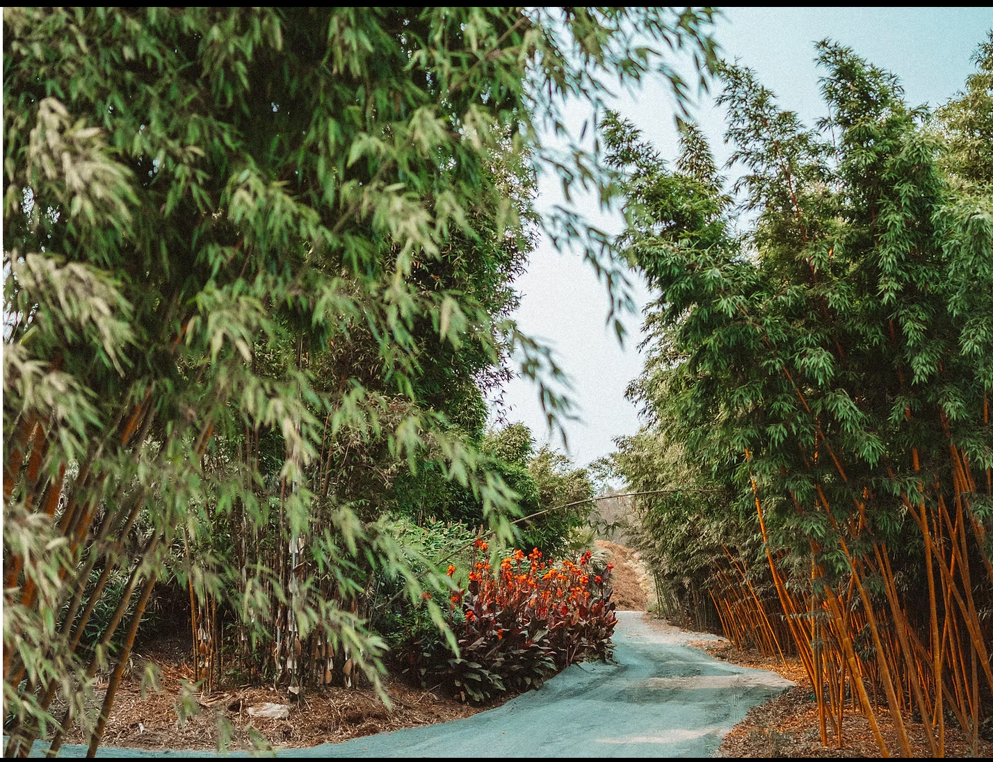 A winding garden path surrounded by lush bamboo plants and tropical foliage leads through a peaceful landscape.