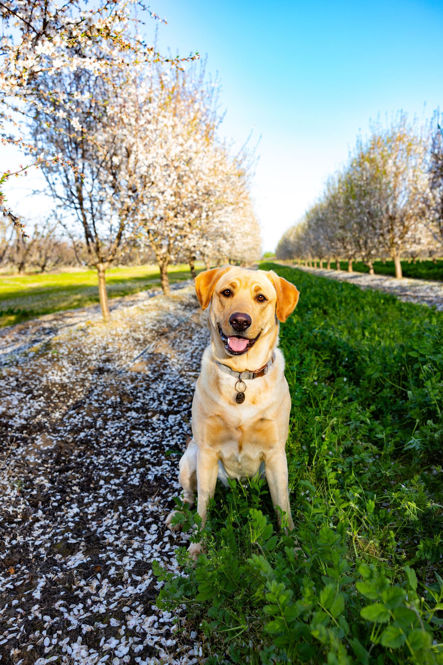 Happy yellow Labrador sitting in an orchard with blooming trees and blue sky in Lodi