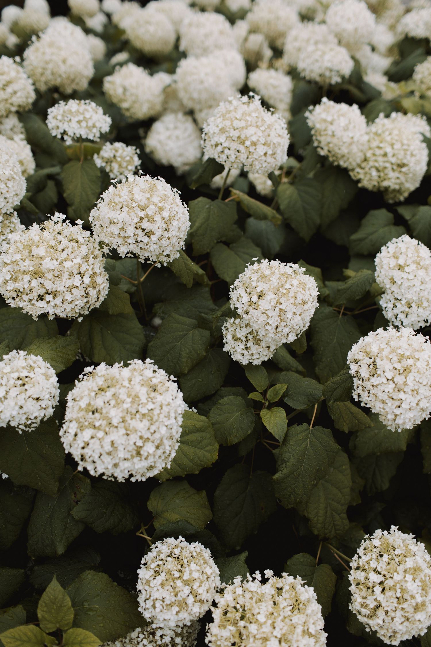 White hydrangea flowers blooming in garden with dark green foliage.