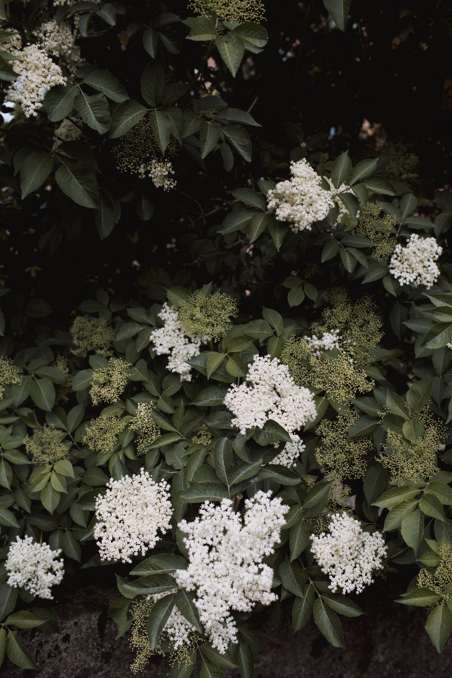 White elderflower blossoms and green leaves create a natural garden backdrop.