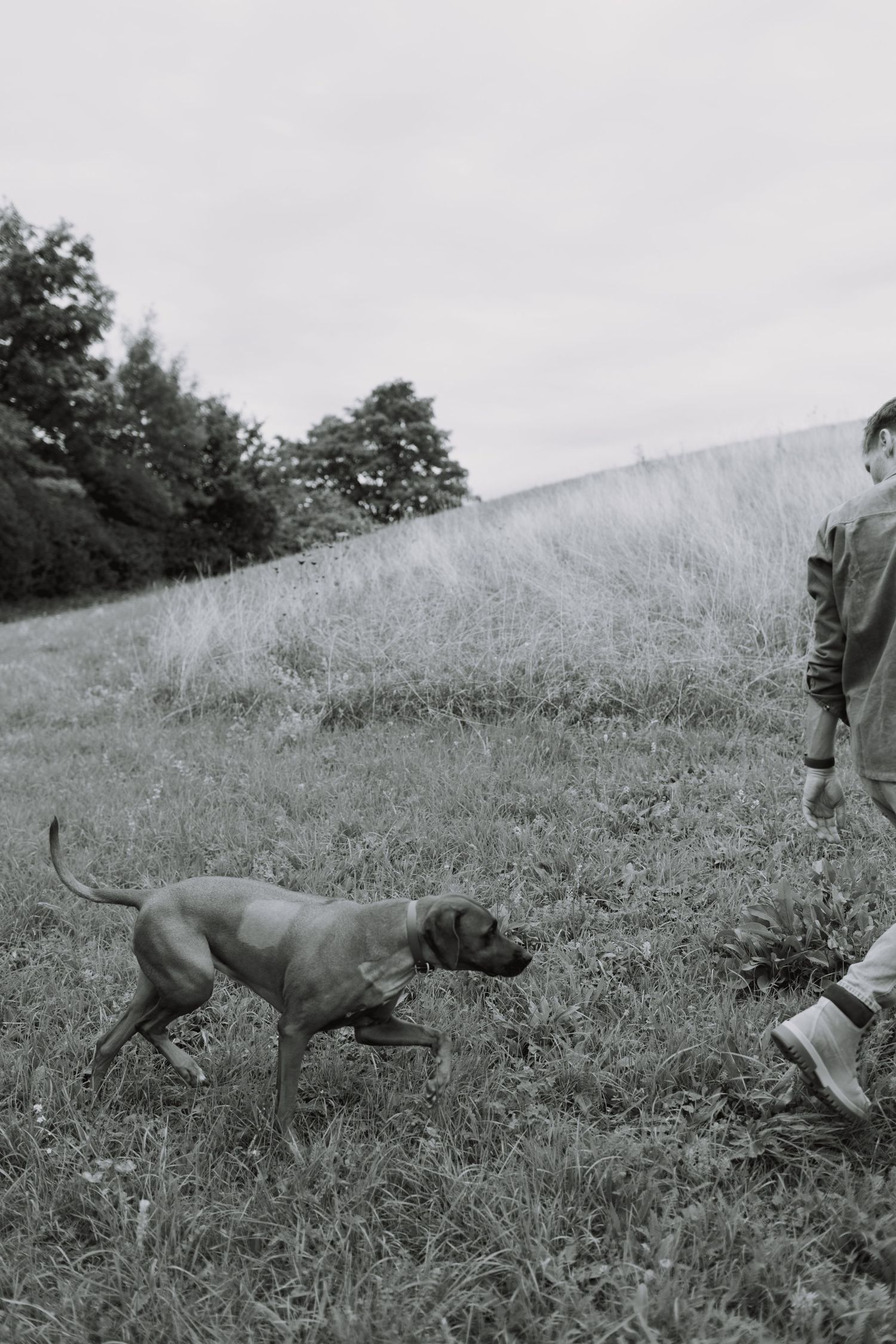 A sequence of black and white photos showing a hunting dog pointing and tracking in a grassy hillside field.