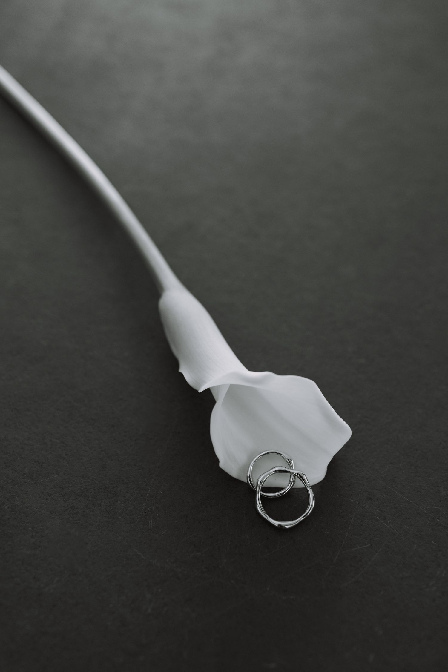 White calla lily with wedding rings wrapped around the stem on dark background.