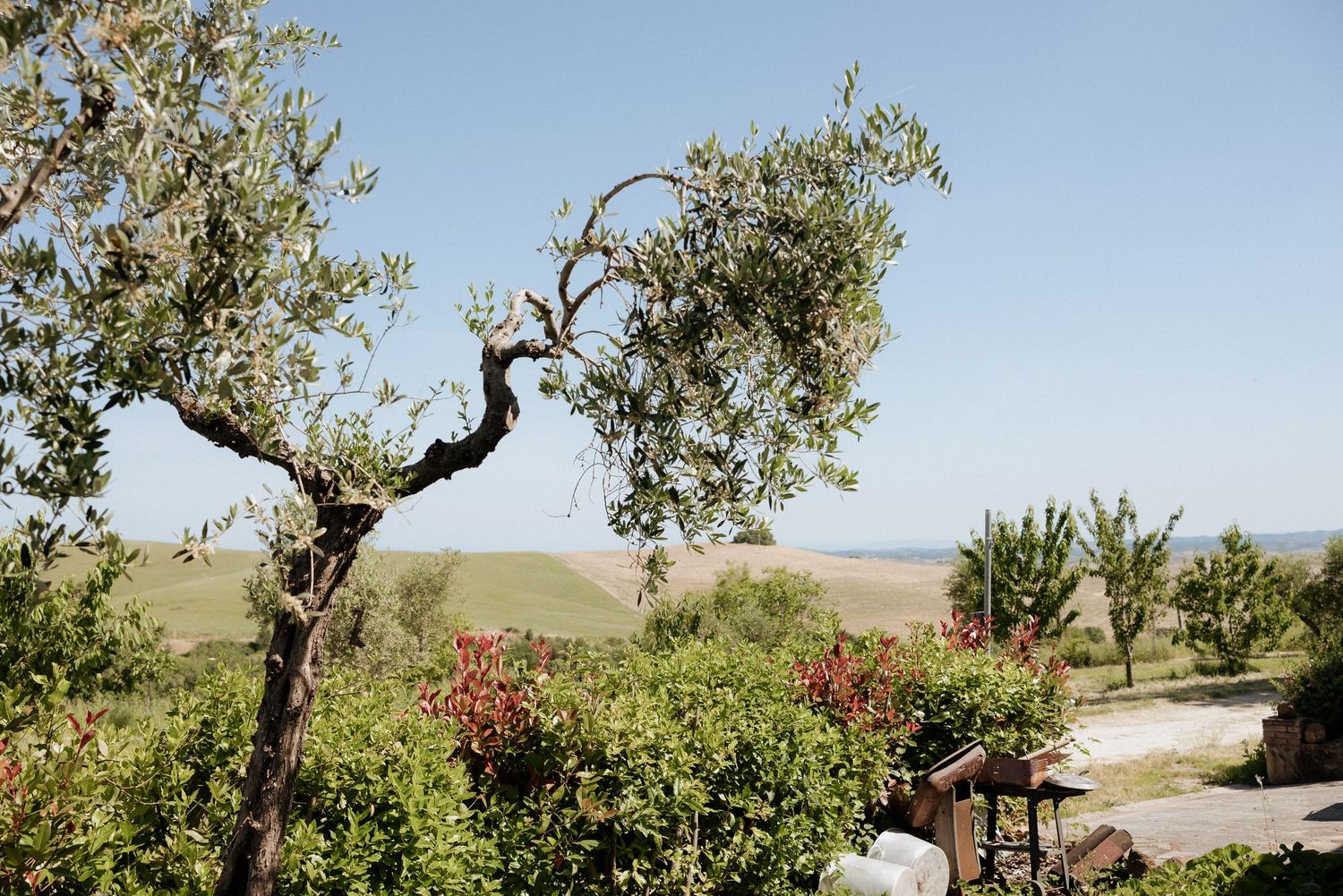 Scenic landscape featuring a sunlit olive tree and Tuscan-style buildings under a clear blue sky.