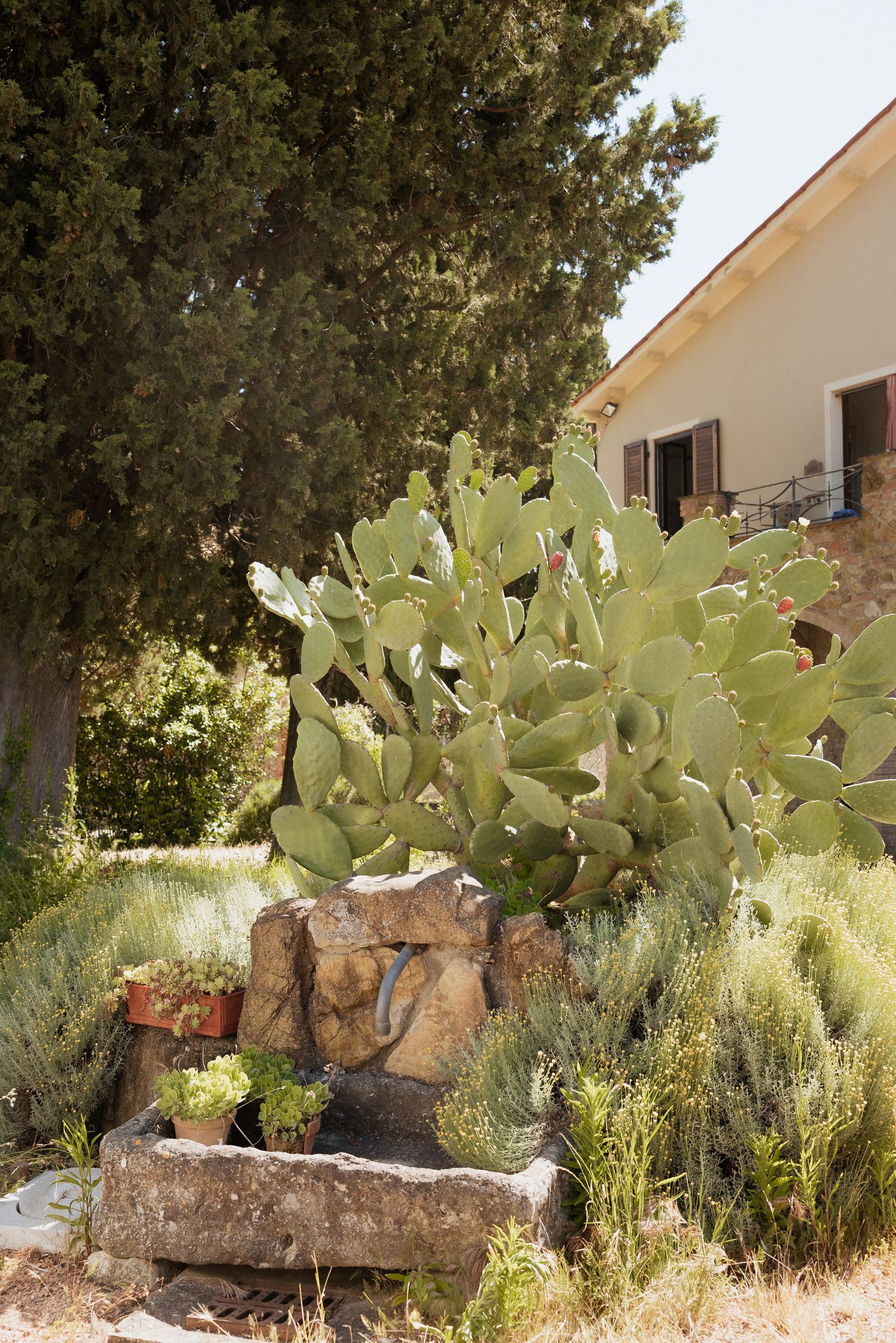 Rustic Tuscan courtyard with desert plants and terracotta-toned walls under soft, warm sunlight.