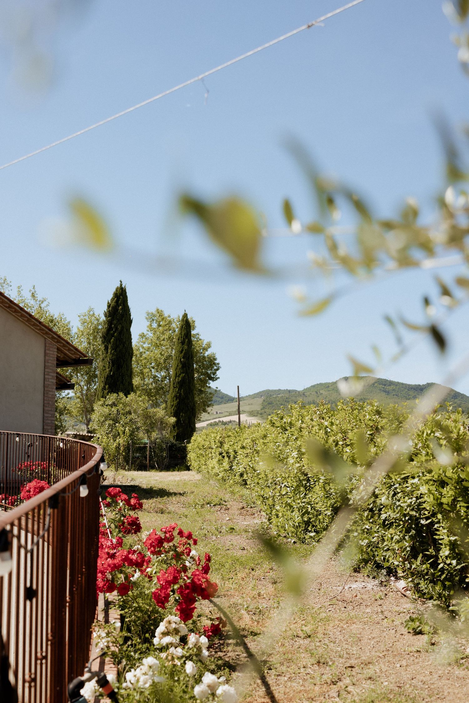 Scenic Tuscan landscape with olive trees, warm sunlight, and rustic stone walls lining a peaceful garden path.
