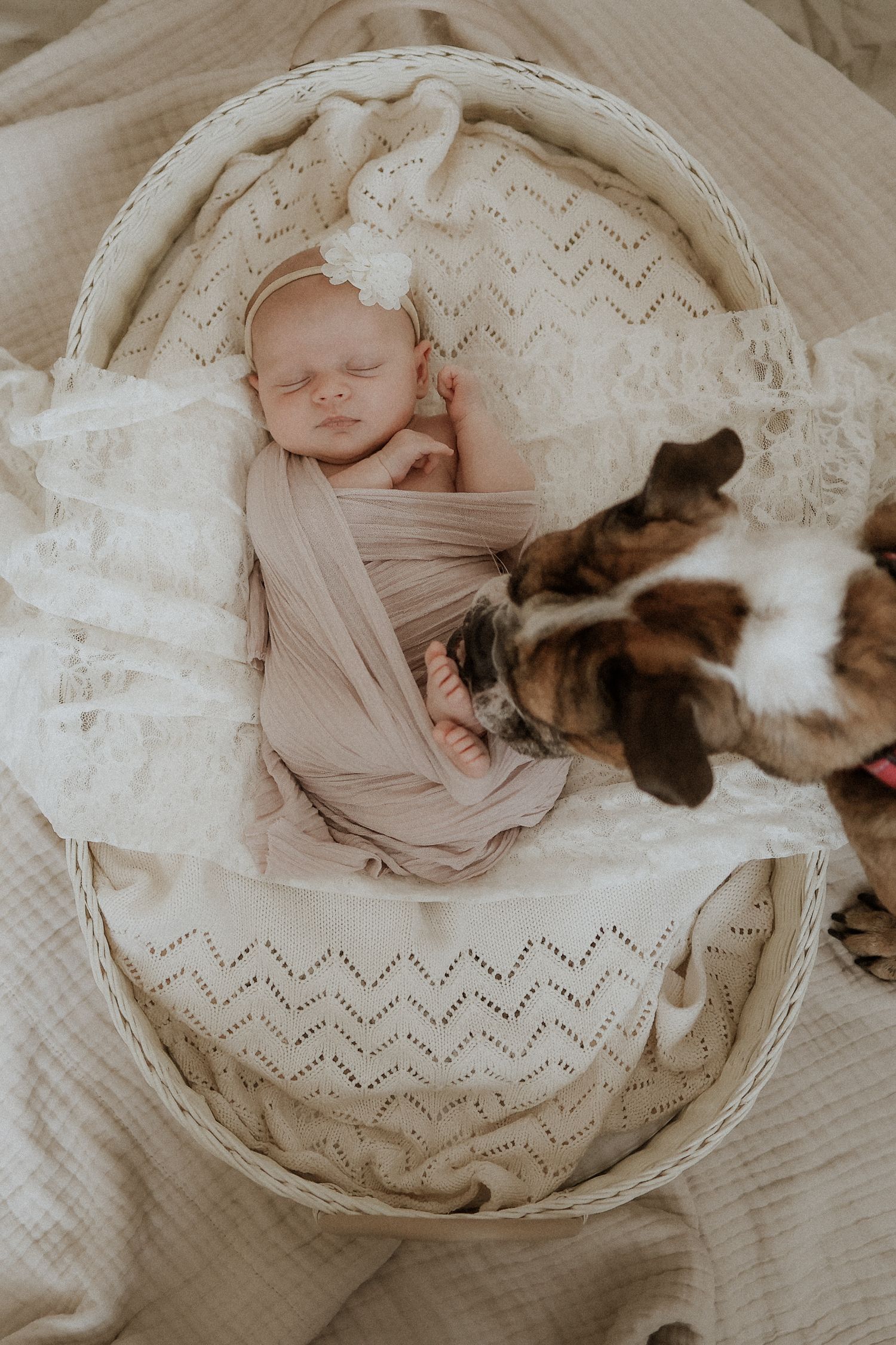 newborn portrait with puppy