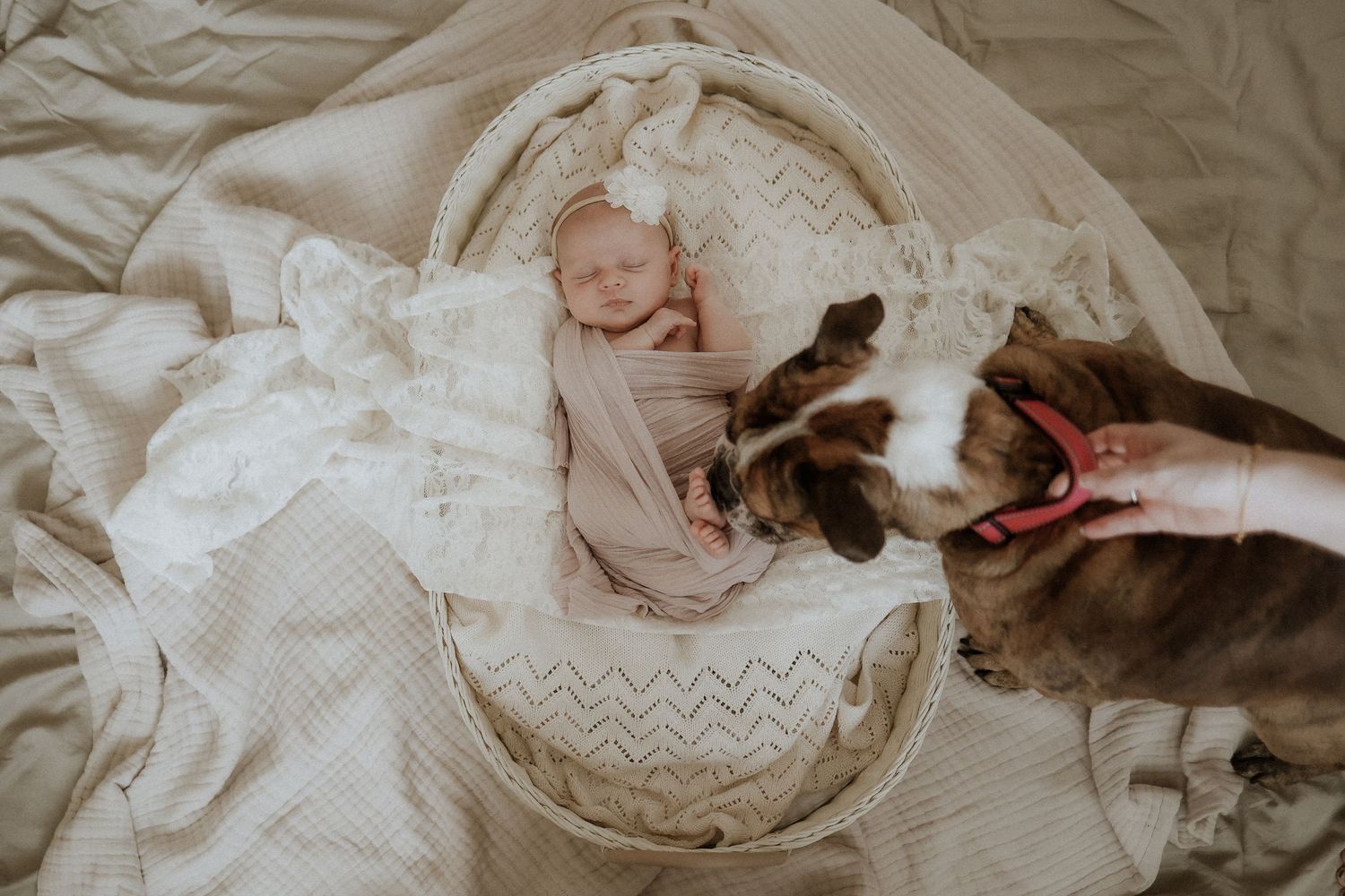 newborn portrait, puppy, in-home lifestyle newborn photography