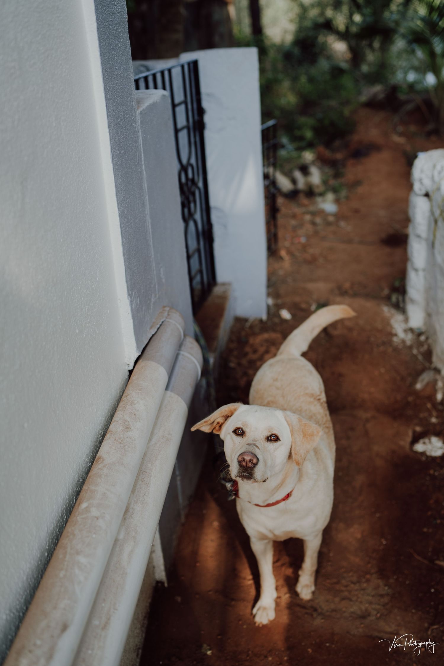 A cream-colored dog walks along a narrow path between white walls outdoors.