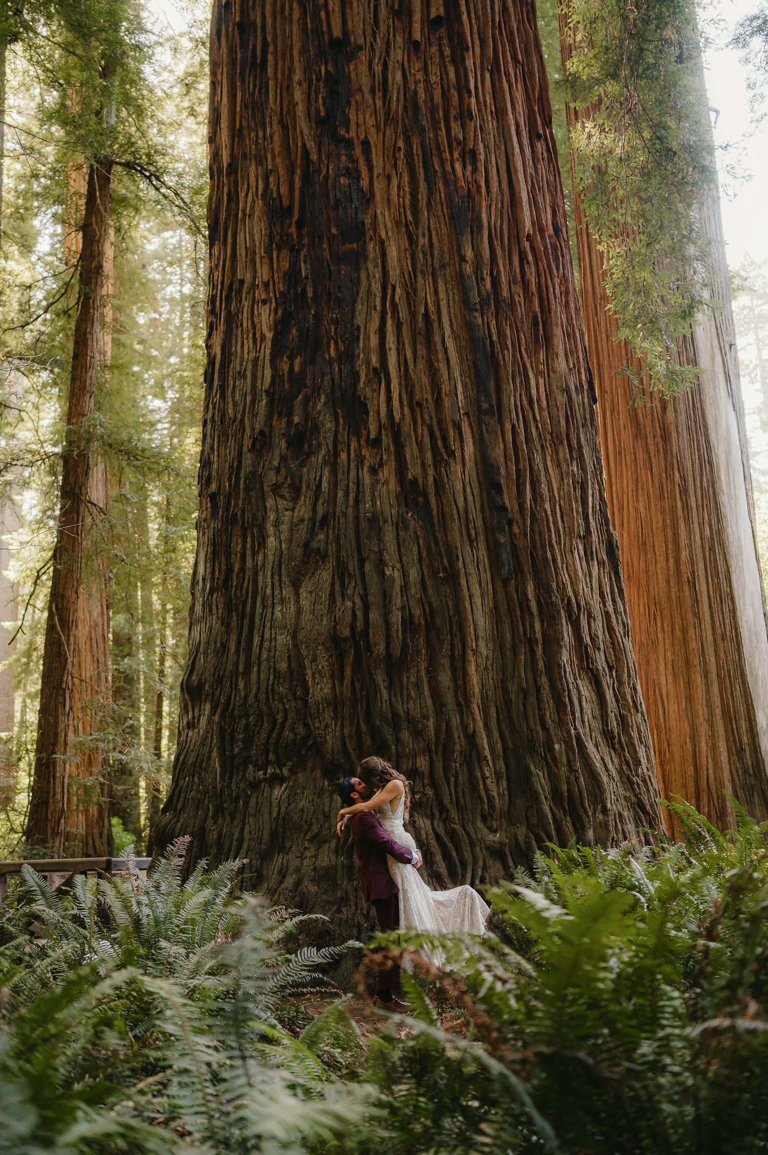 Sunlight filters through towering redwood trees in Redwood National Park with lush green ferns growing at their base.