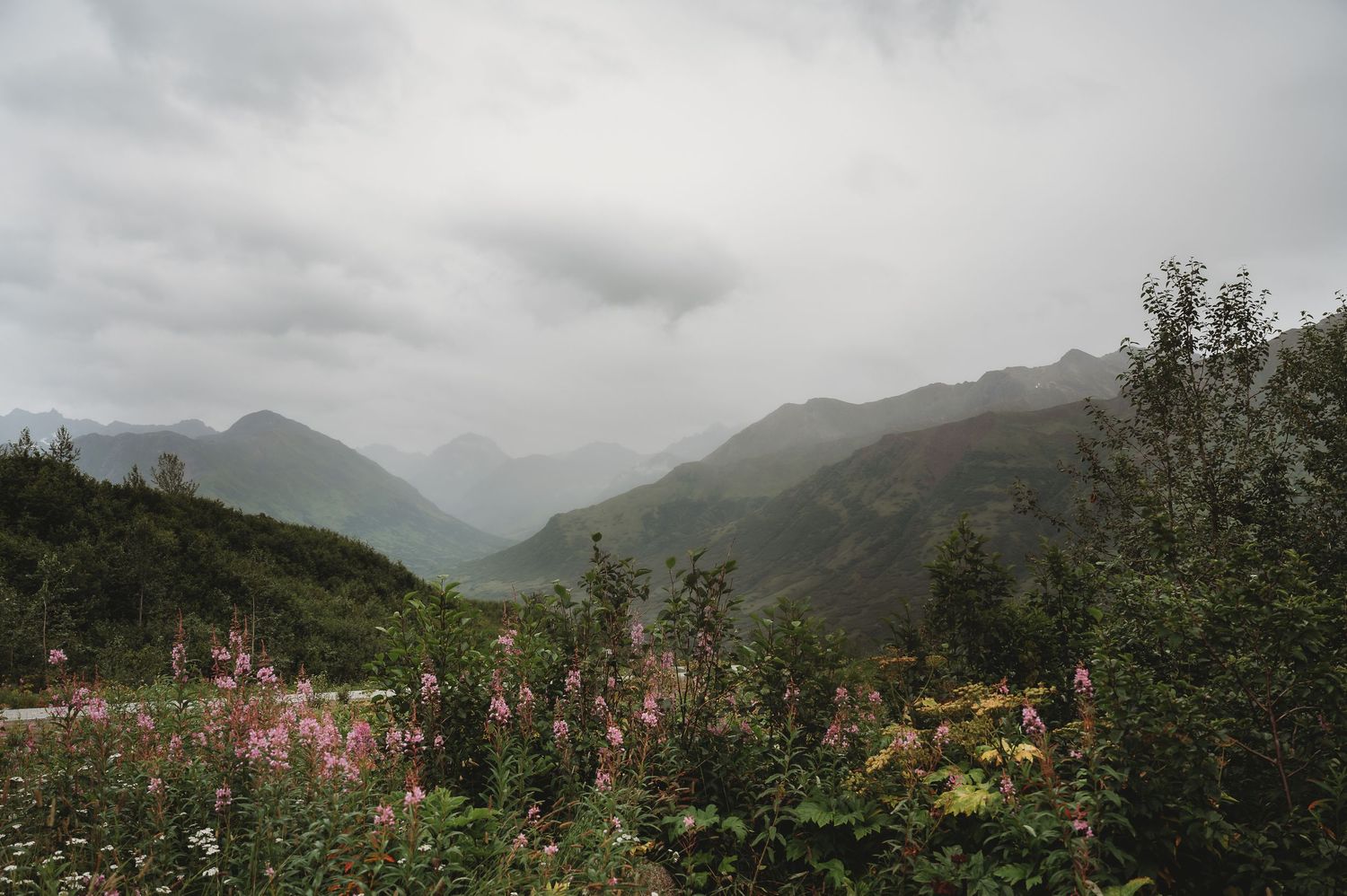 Scenic mountain landscape with pink wildflowers and green foliage under cloudy skies in Alaska.