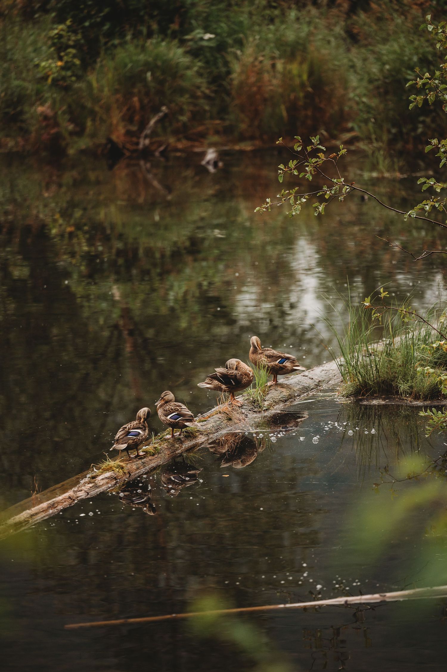 Ducks perched on a fallen log over a calm reflective pond.