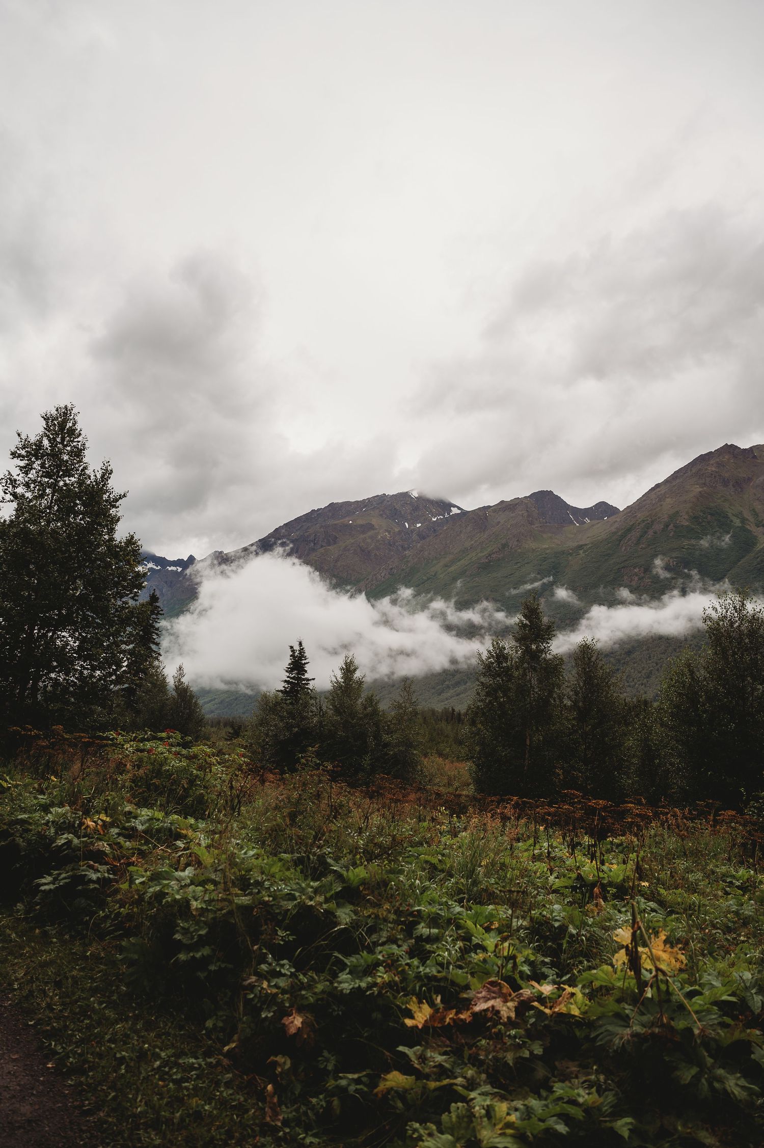 Moody mountain landscape with low-lying clouds and autumn foliage in a misty forest setting.
