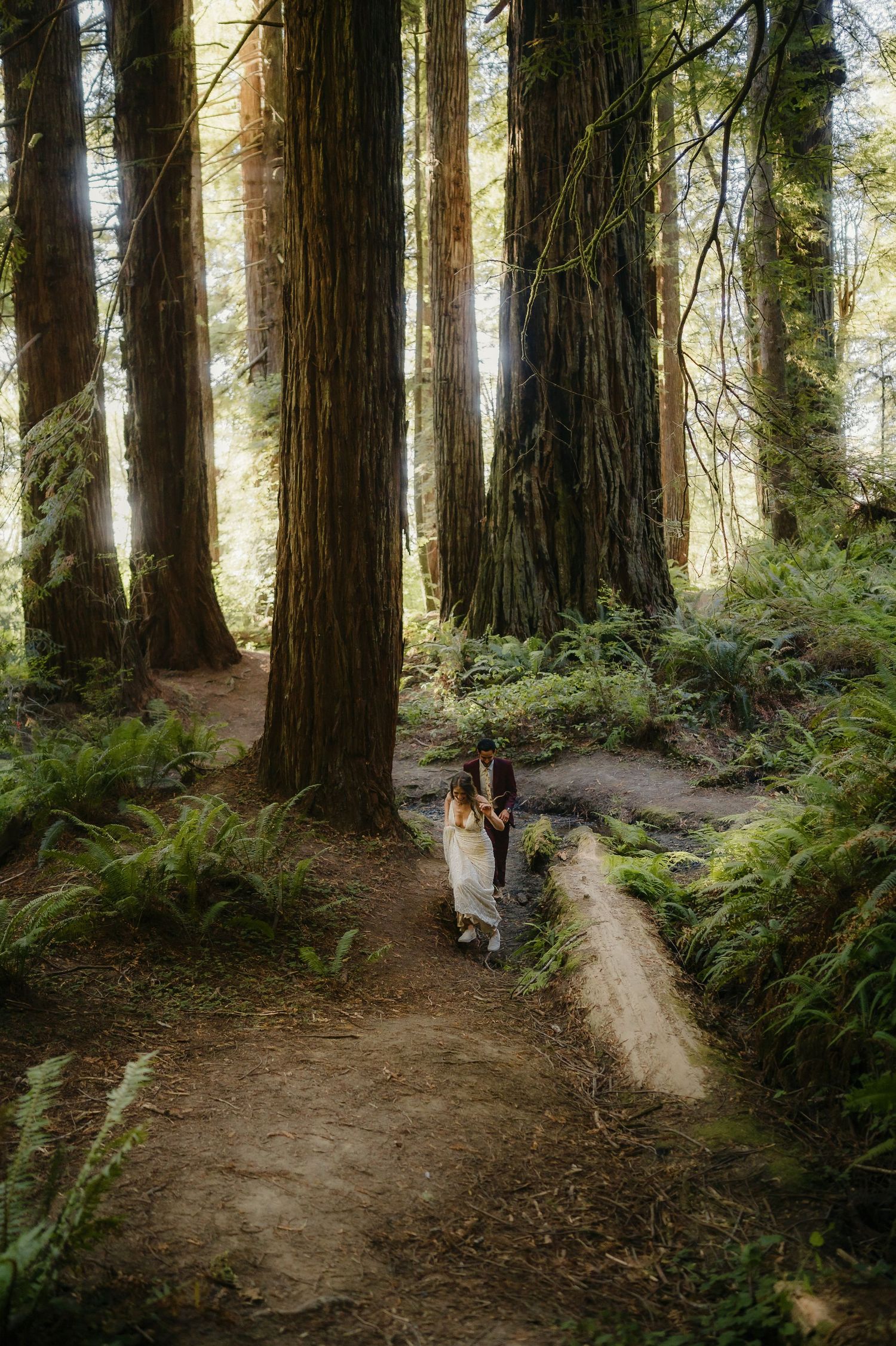 Panoramic view of towering redwood trees along a winding forest trail with sunlit foliage.