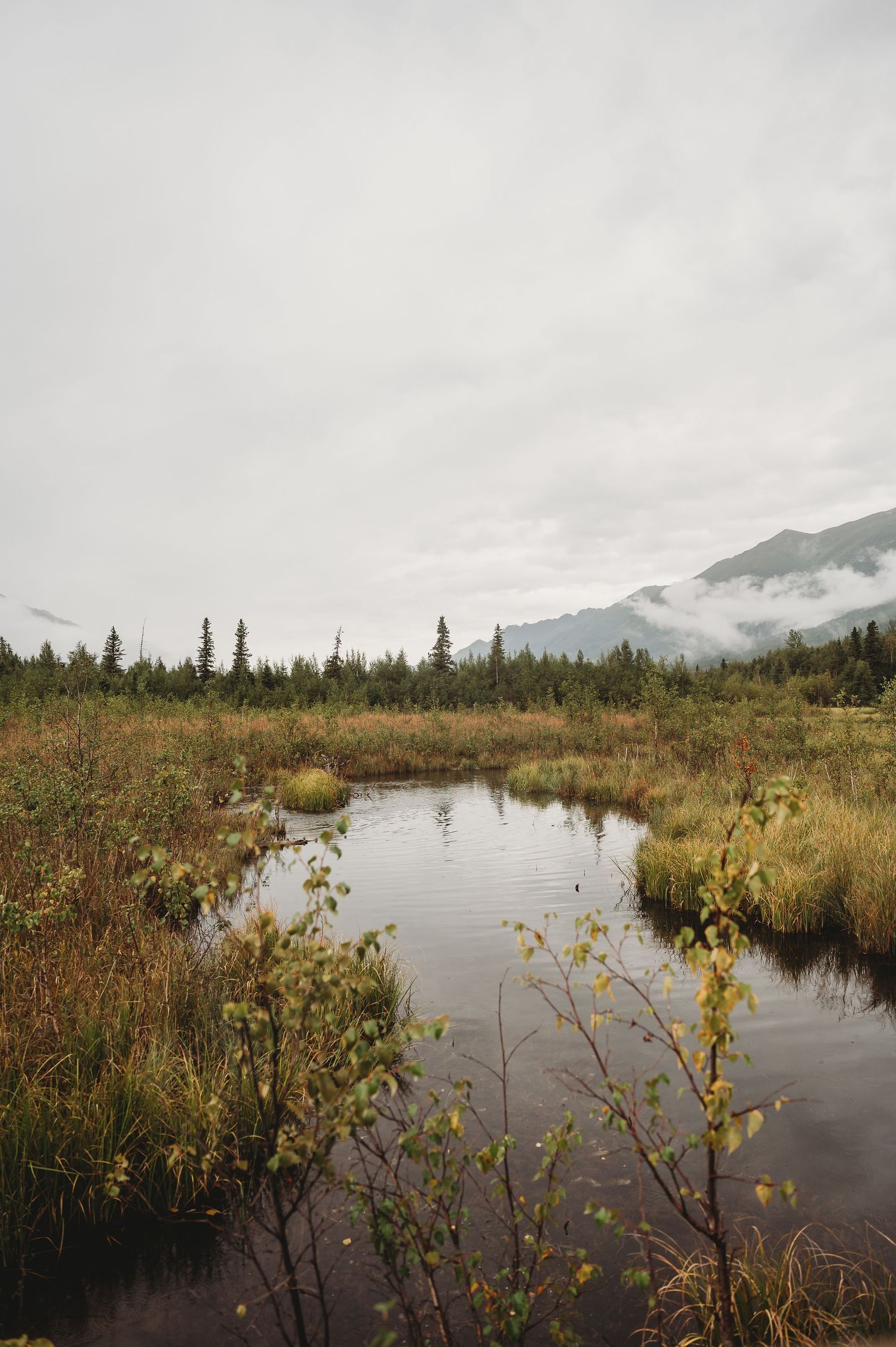 Calm stream winding through Alaskan wilderness with misty mountains and evergreen trees in the background.