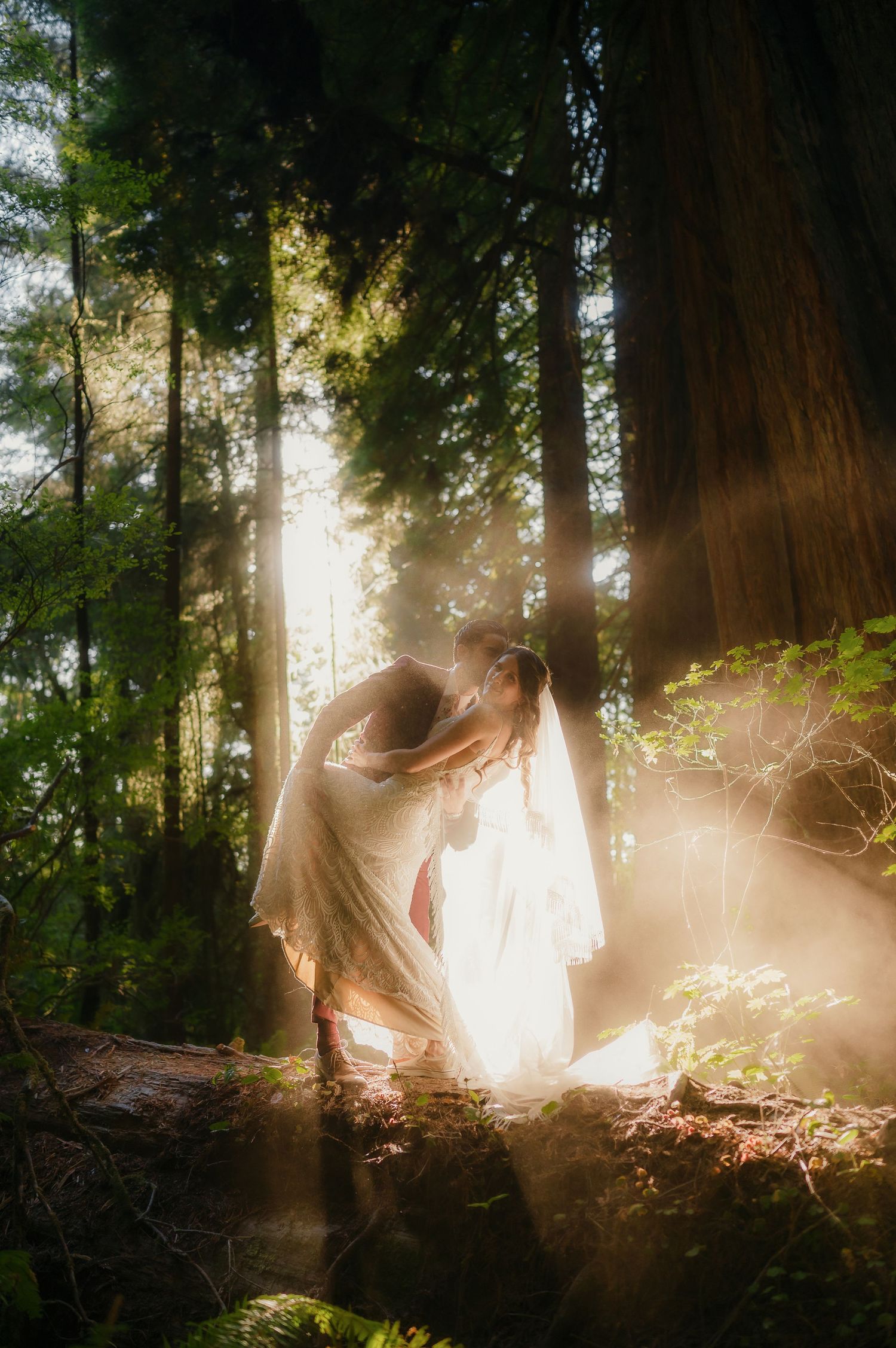 Ethereal sunlight streams through towering forest trees creating a magical golden atmosphere in the woods.