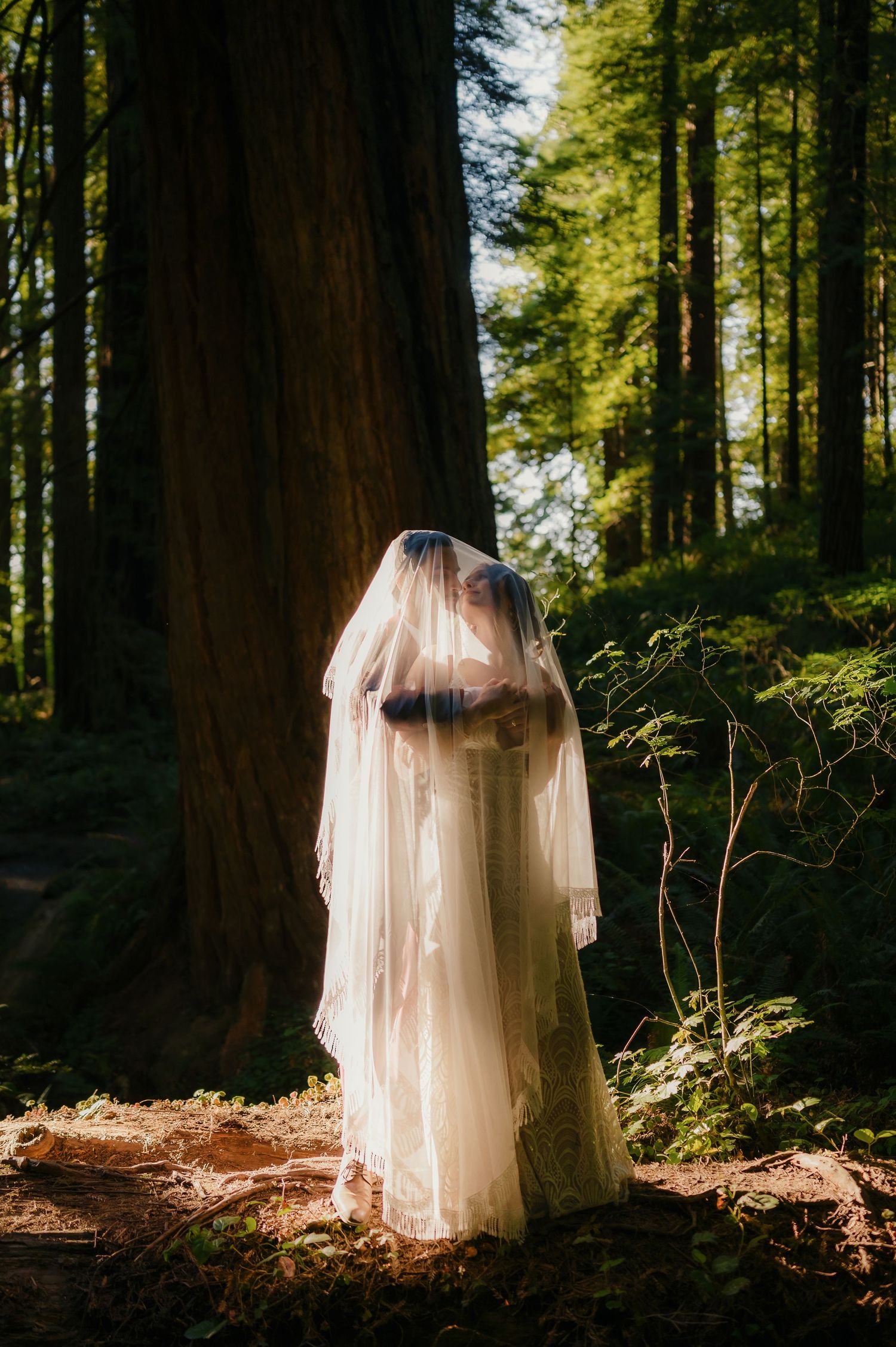 Artistic series of white veiled figures standing dramatically in a sunlit redwood forest setting.