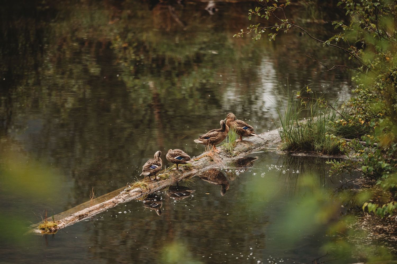 Several ducks rest on a fallen log over reflective water in a serene forest setting.