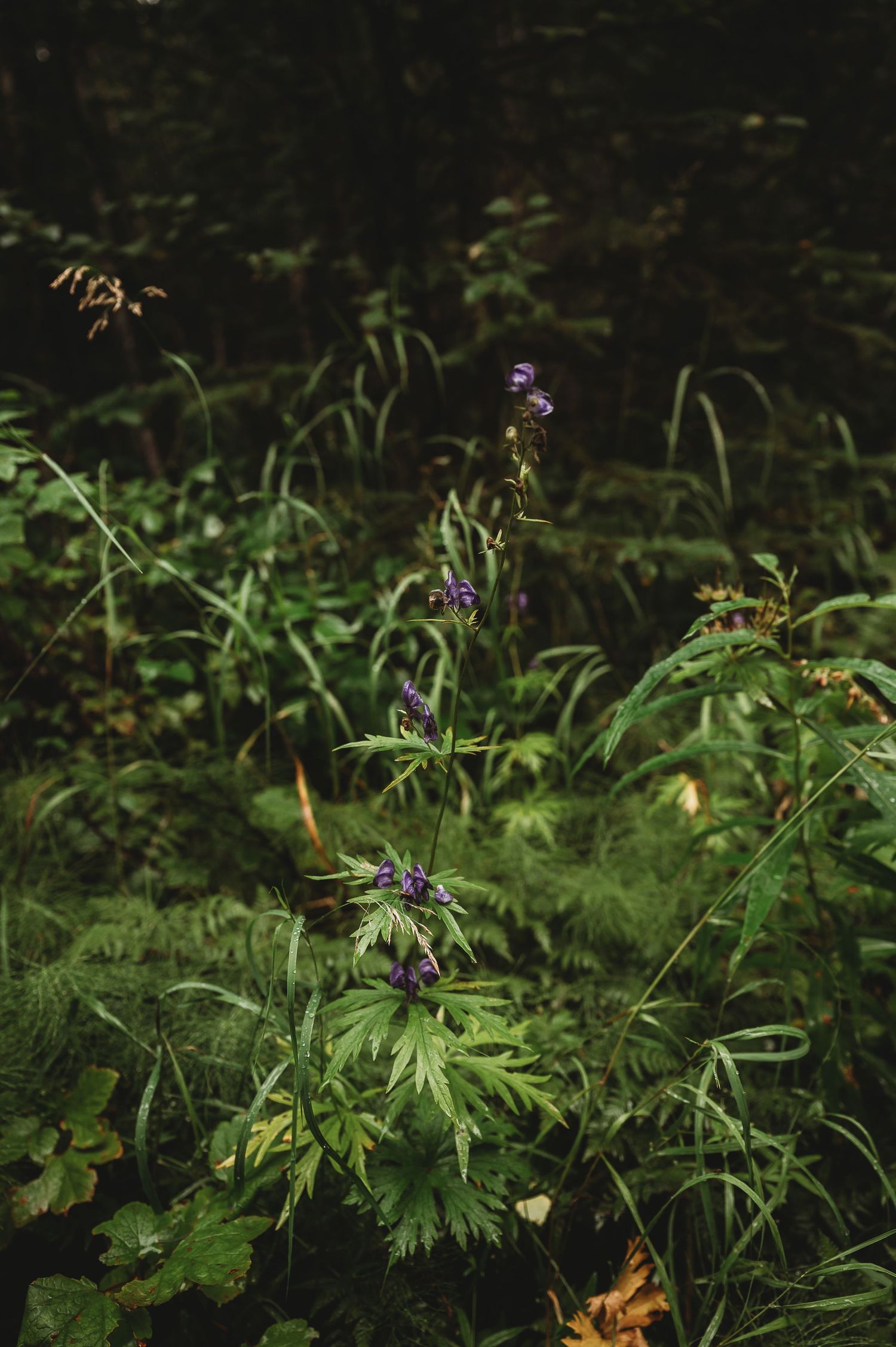 Purple wildflowers bloom among green foliage in a dark forest setting.