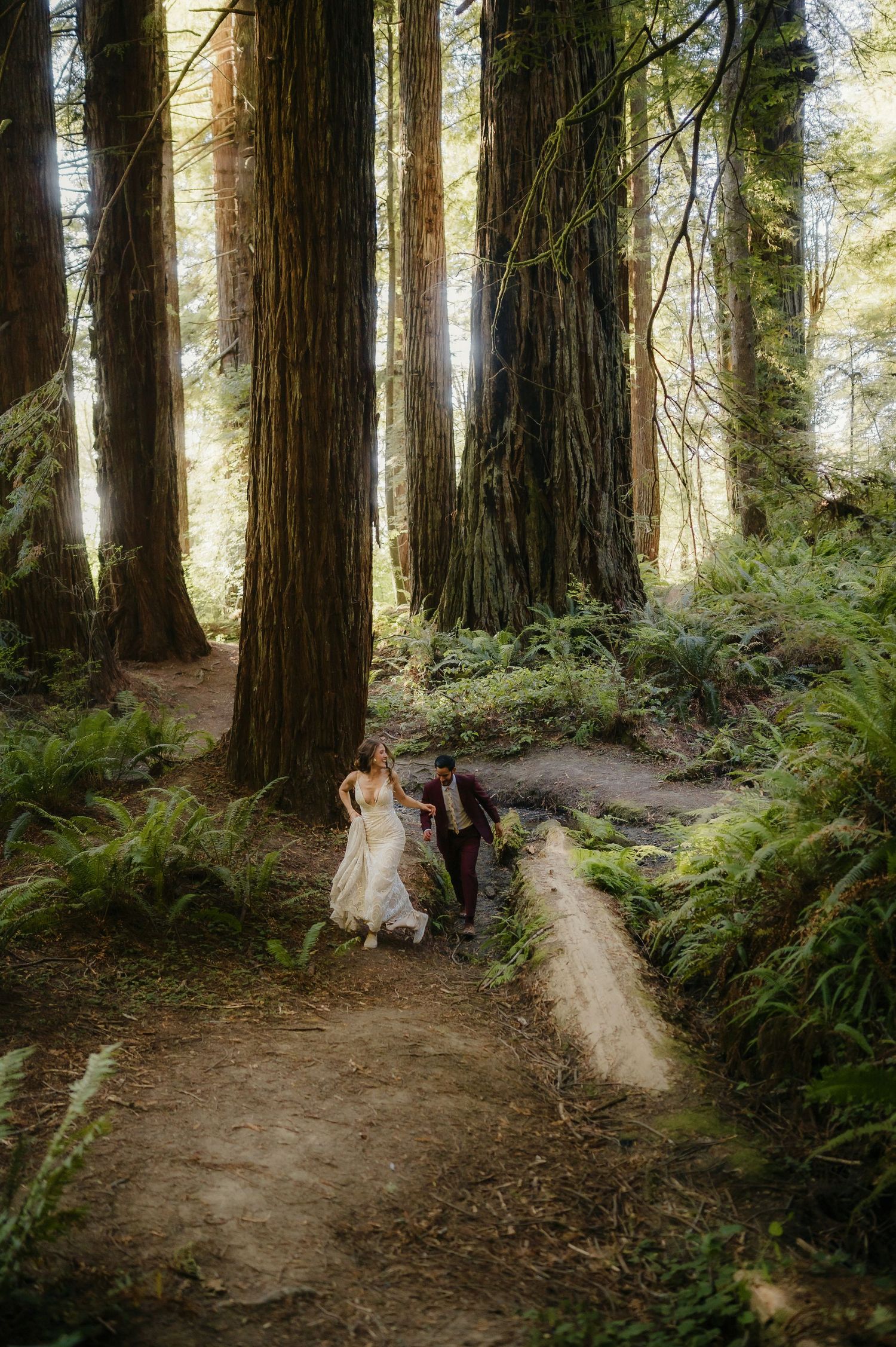 Hikers walk along a scenic path through ancient redwood trees and green ferns in a sunlit forest.