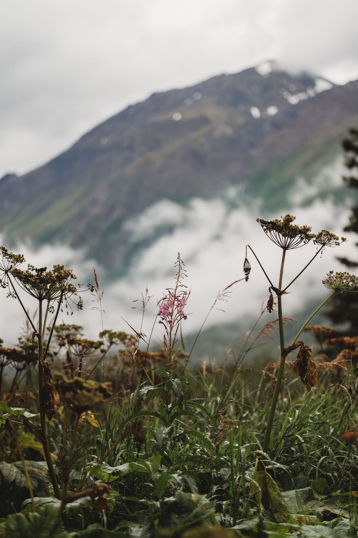 Wildflowers and plants grow in the foreground with misty mountain peaks rising dramatically in the background.