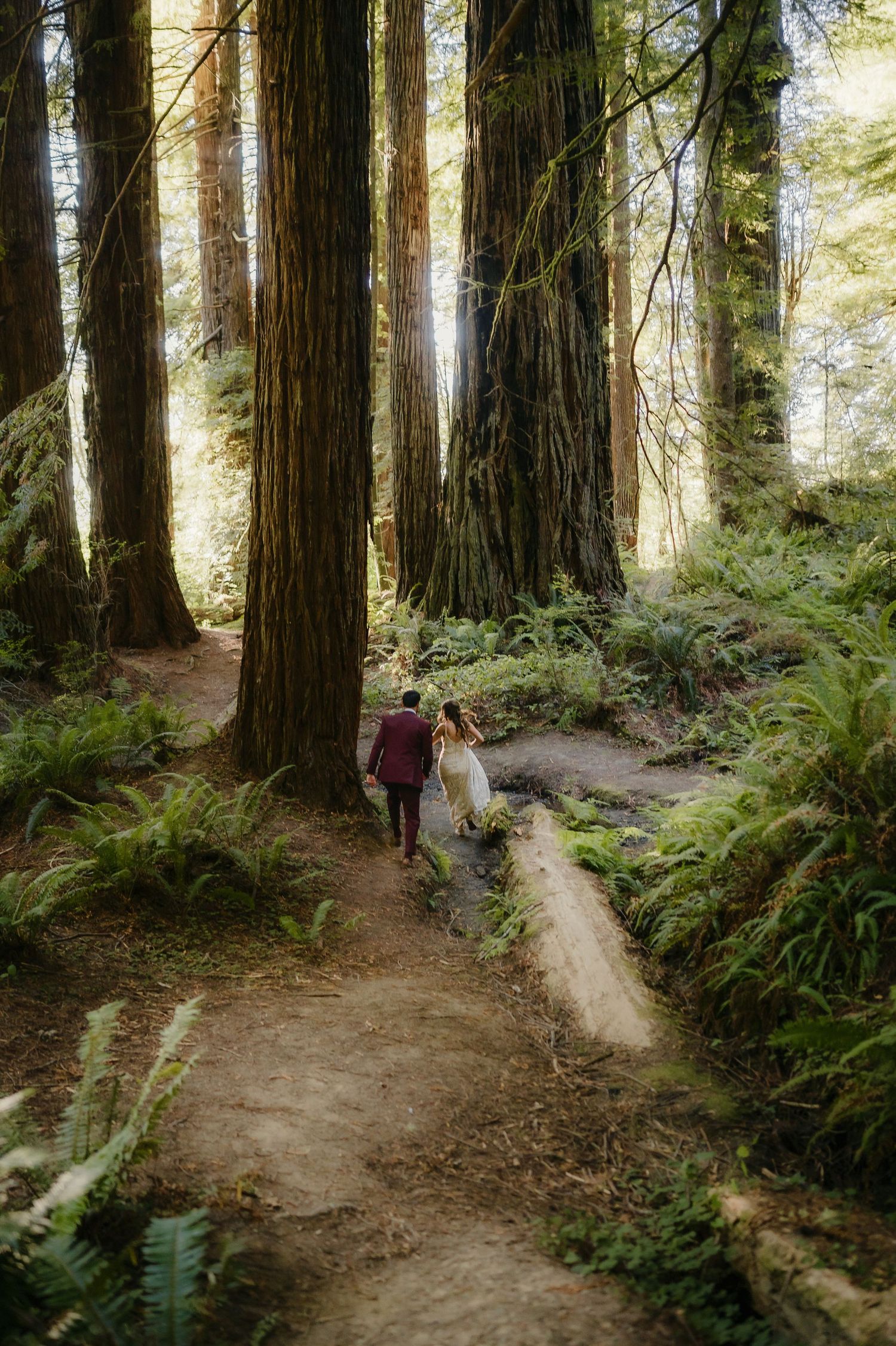 A dirt trail winds through a majestic redwood forest with towering trees and lush ferns in Northern California.