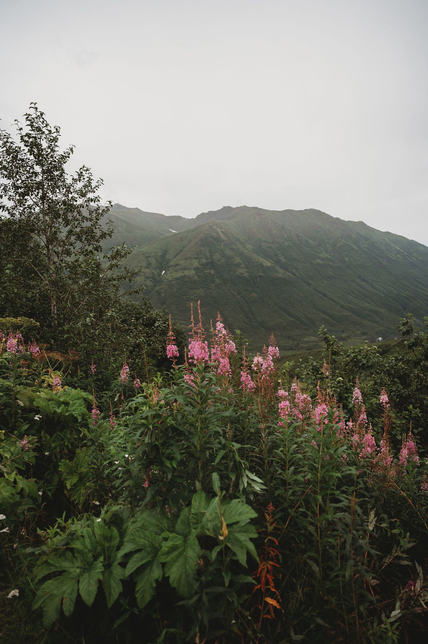 Pink fireweed flowers bloom against a backdrop of misty Alaskan mountains in summer.