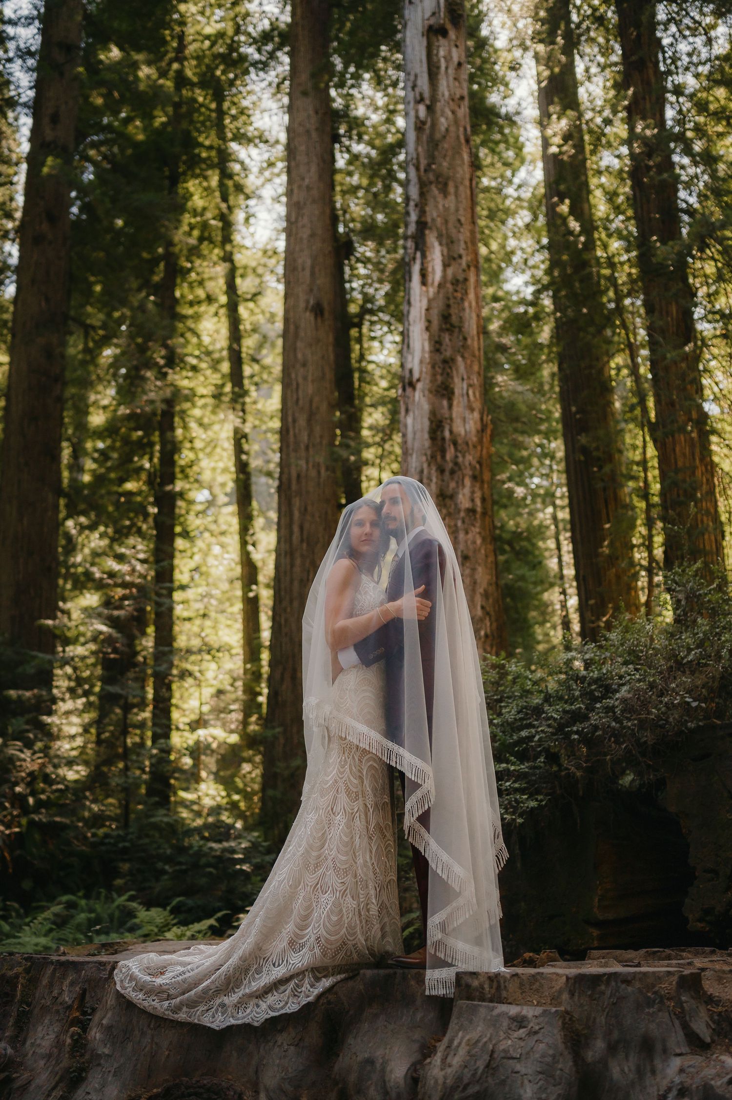 A wedding couple embraces under a flowing white veil in a sunlit redwood forest in California.