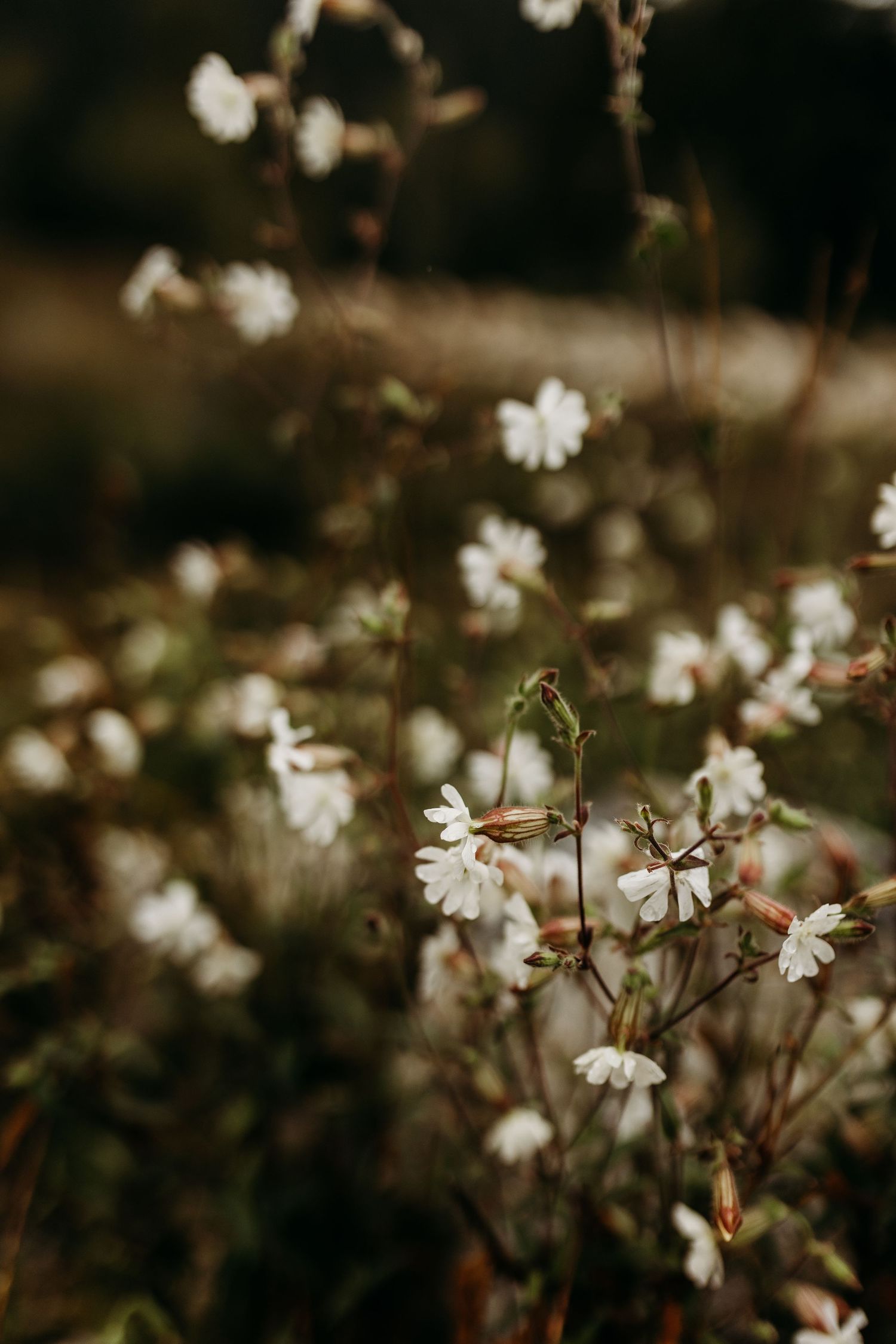 Small white wildflowers bloom delicately against a dark moody background in soft natural lighting.